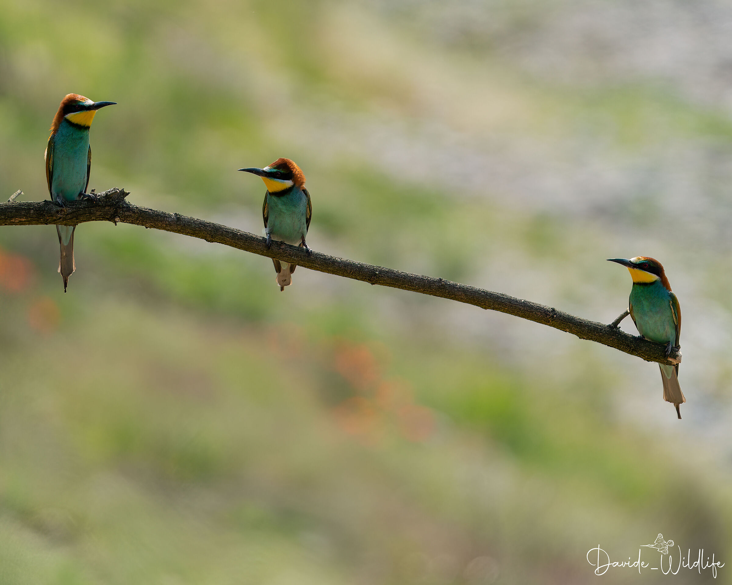 Bee-eaters