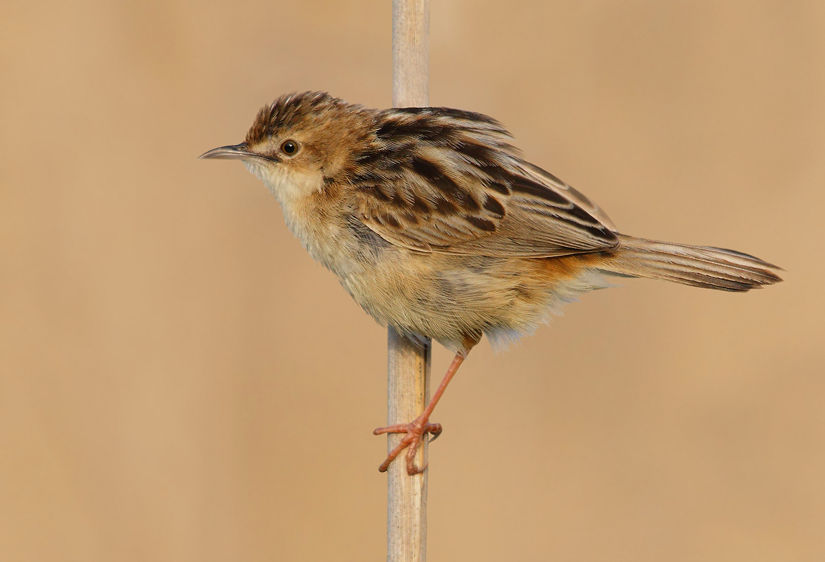 Zitting Cisticola
