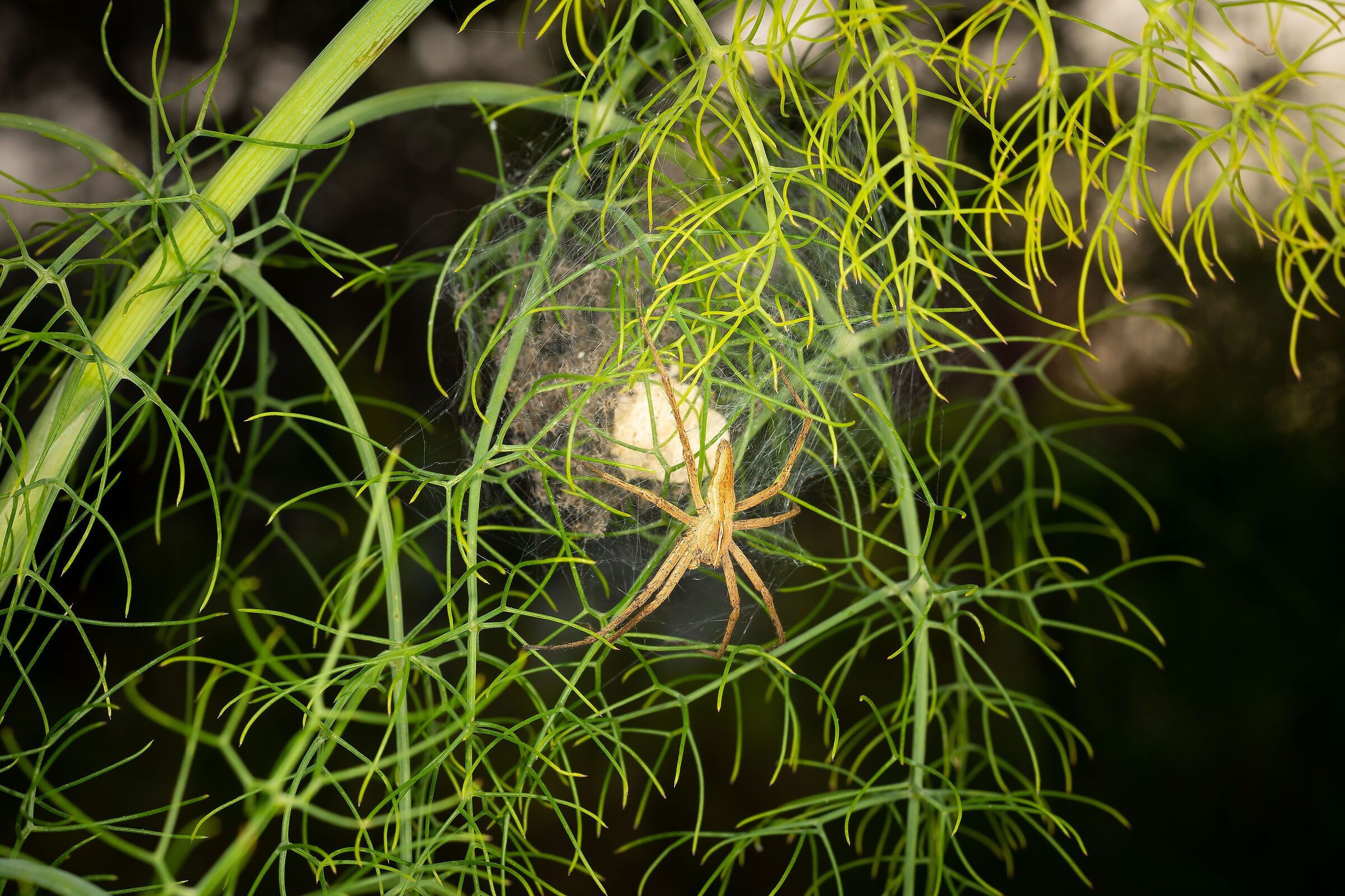 Pisaura mirabilis con i piccoli