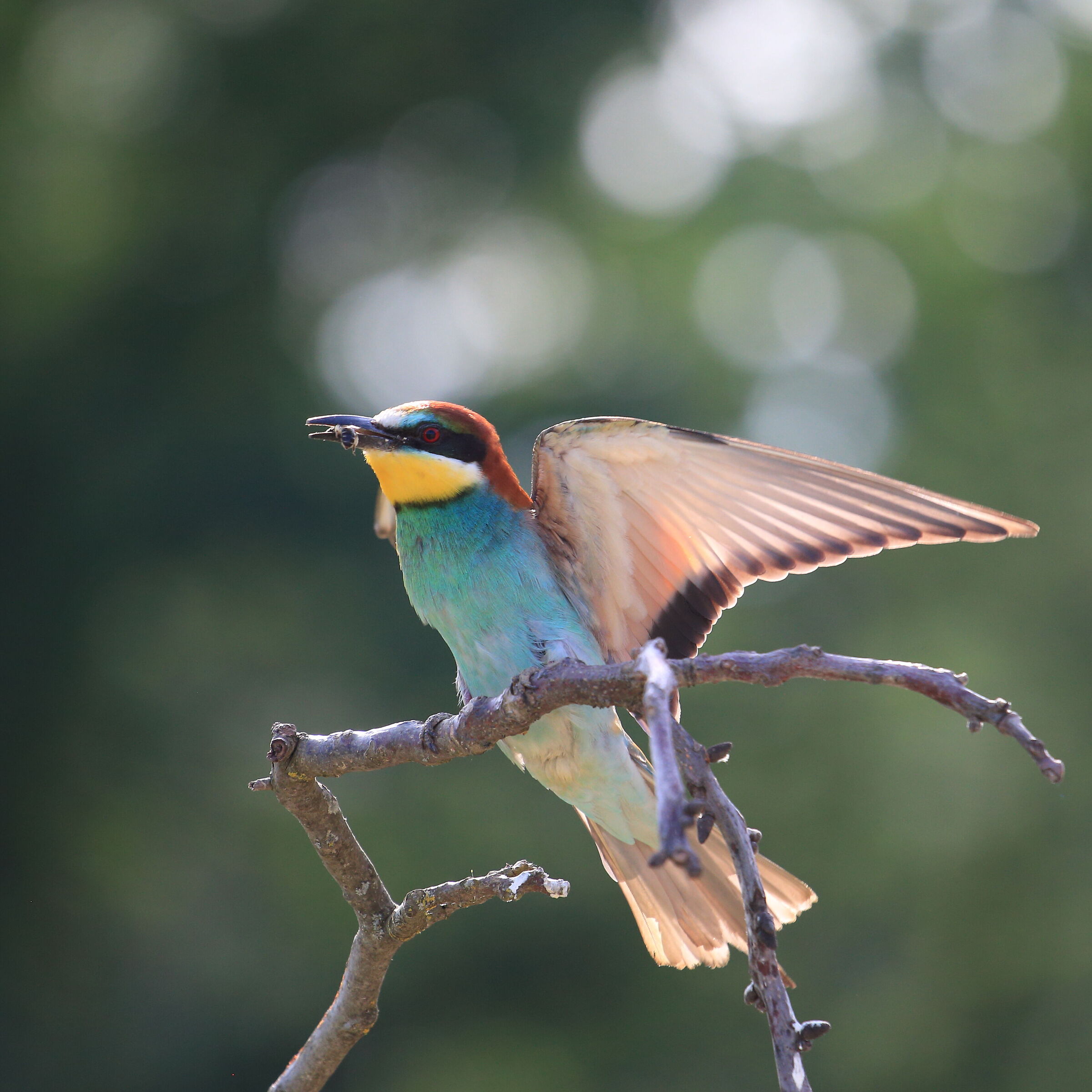 Bee-eater
