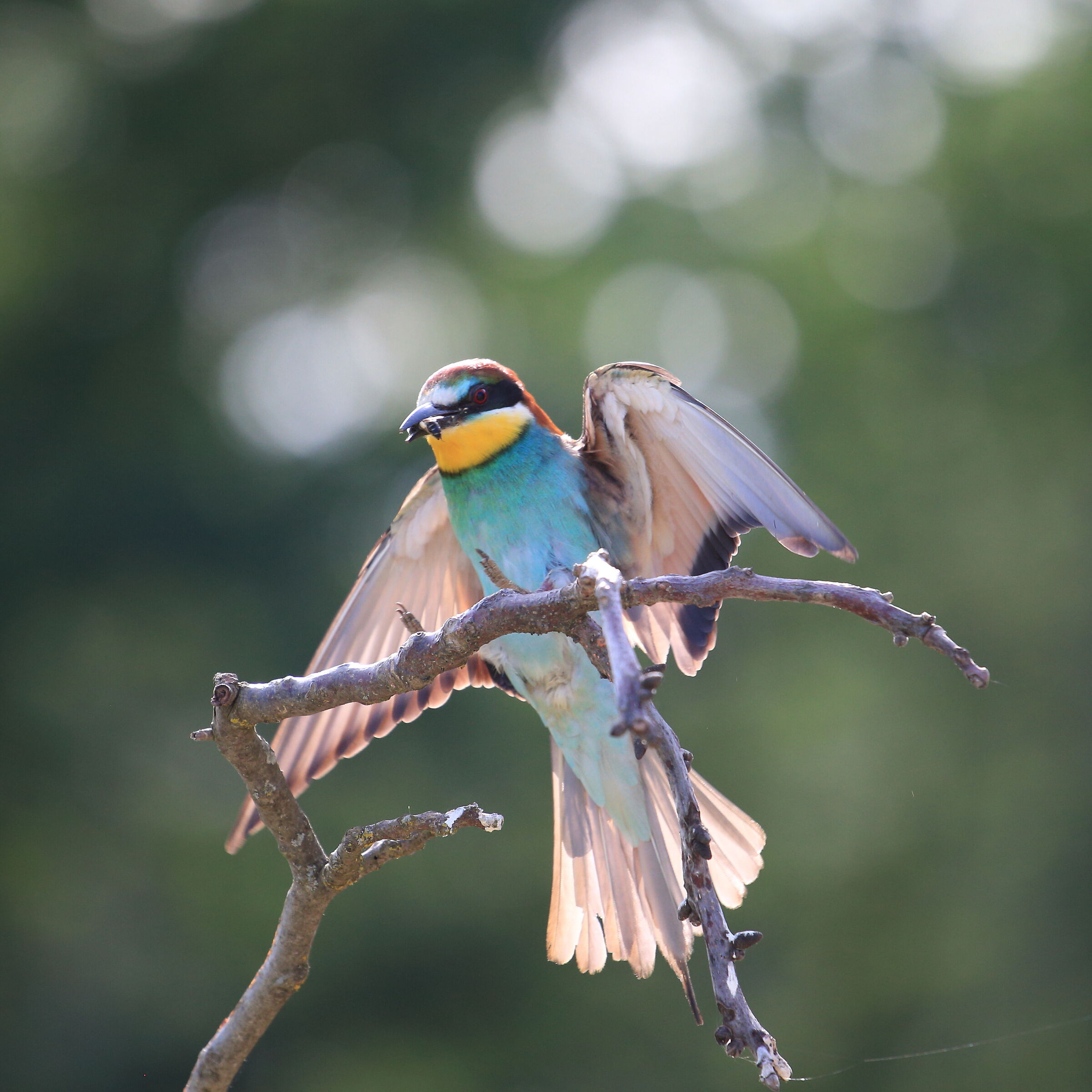 Bee-eater