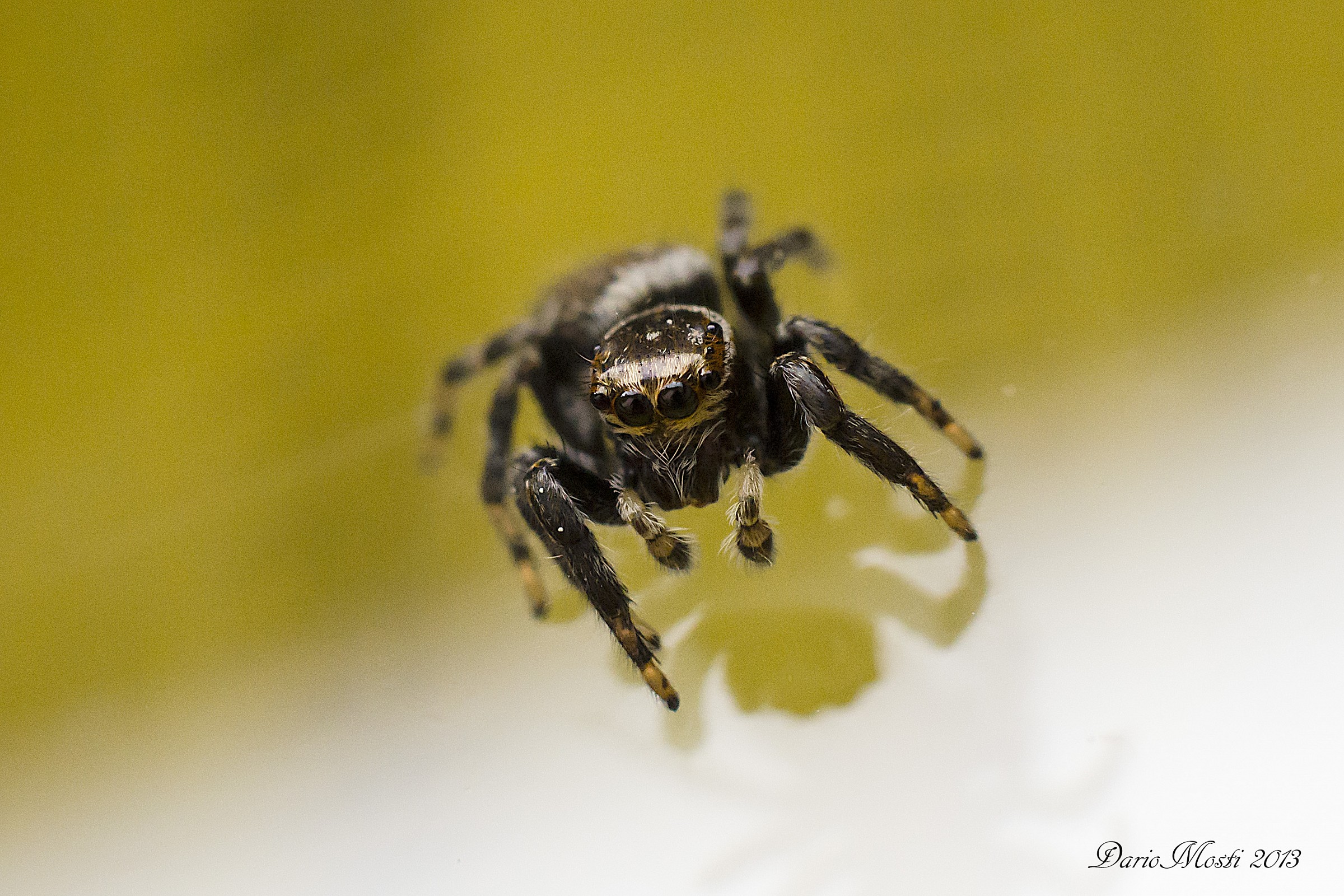 Jumping spider