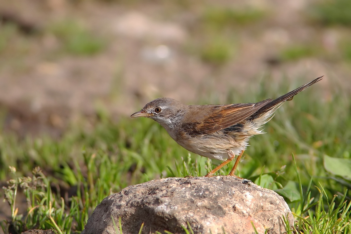 whitethroat