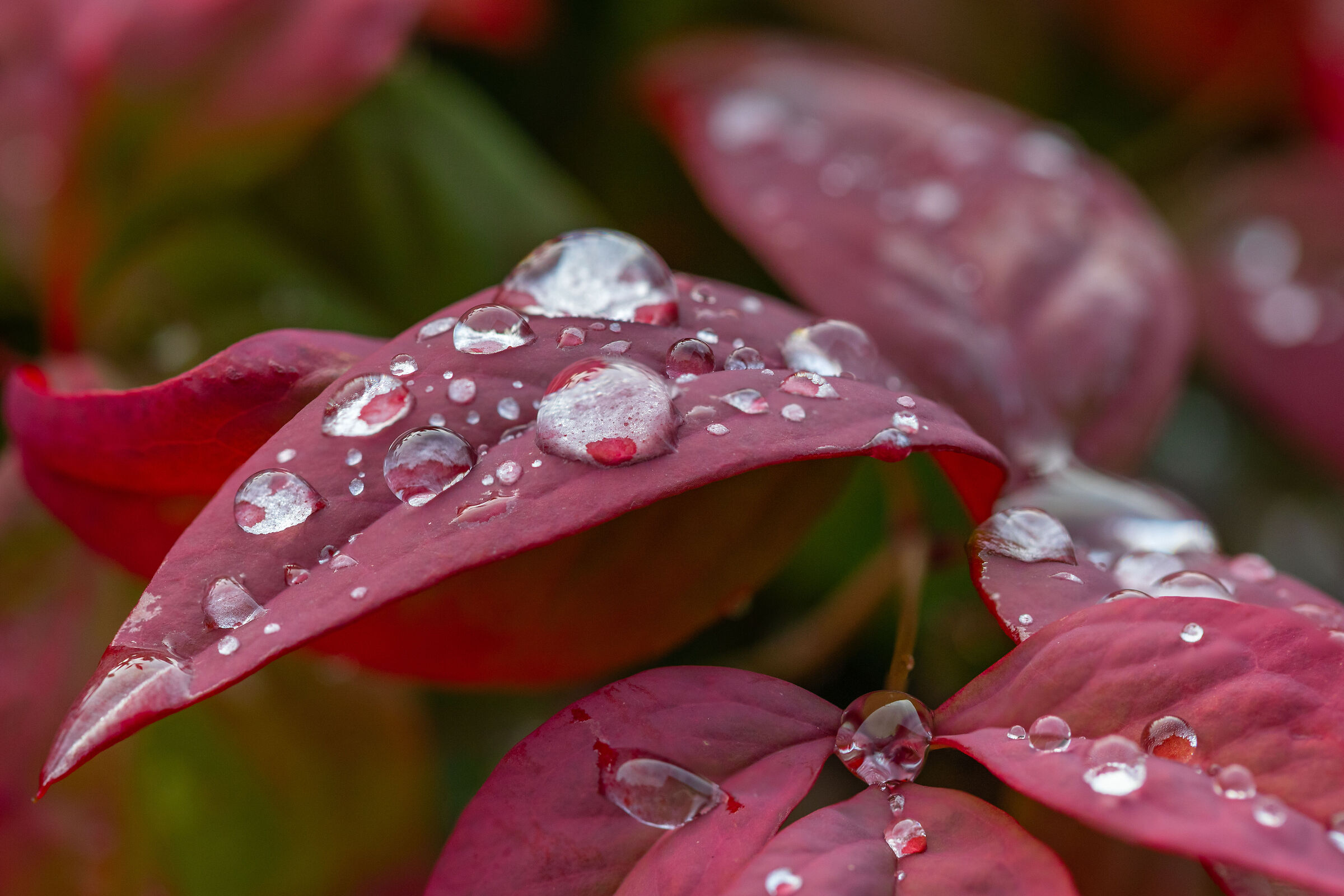 Wet leaf