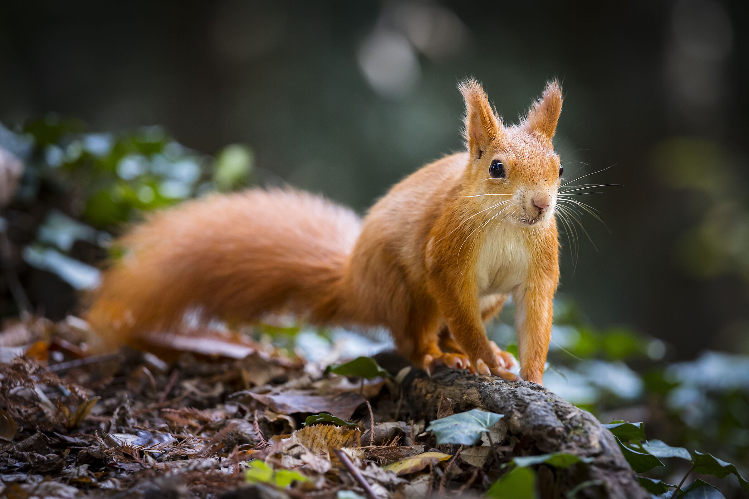 Timido avvicinamento