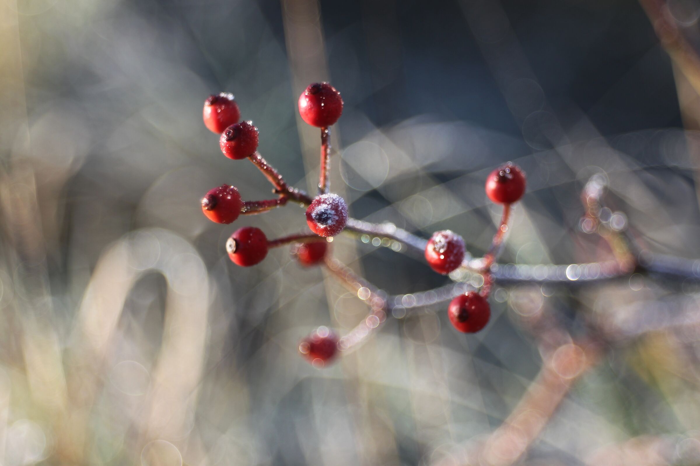 Astrazione invernale