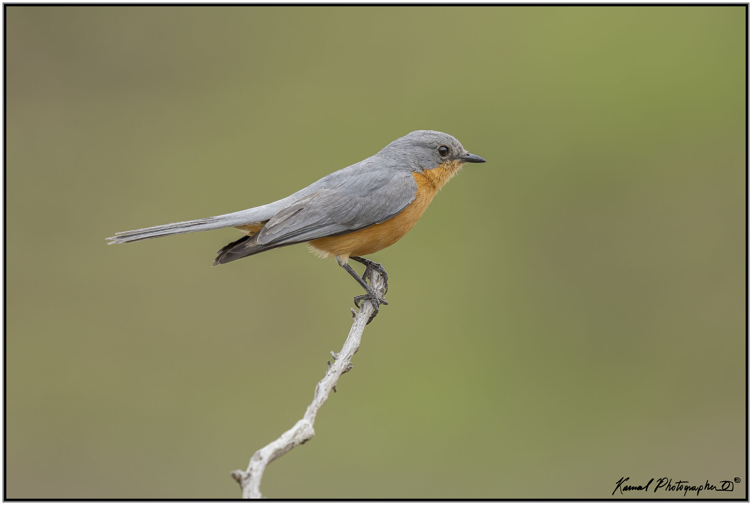 Empidornis semipartitus