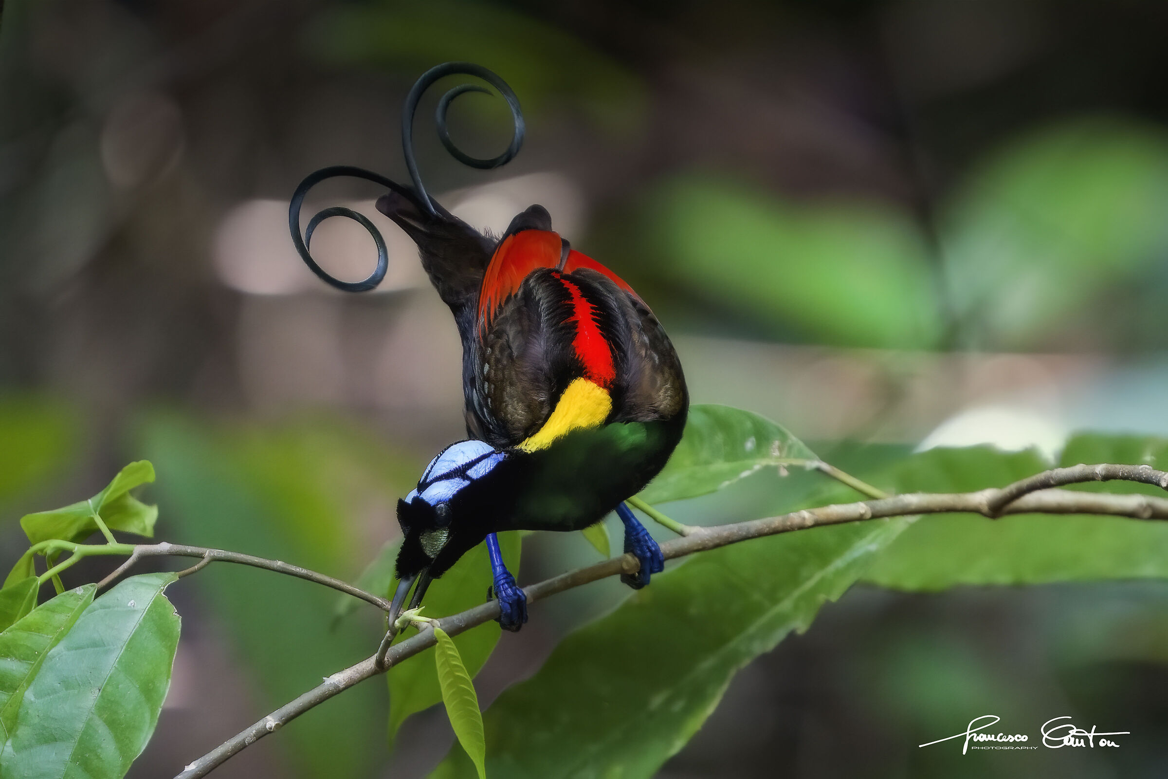 Wilson bird of paradise