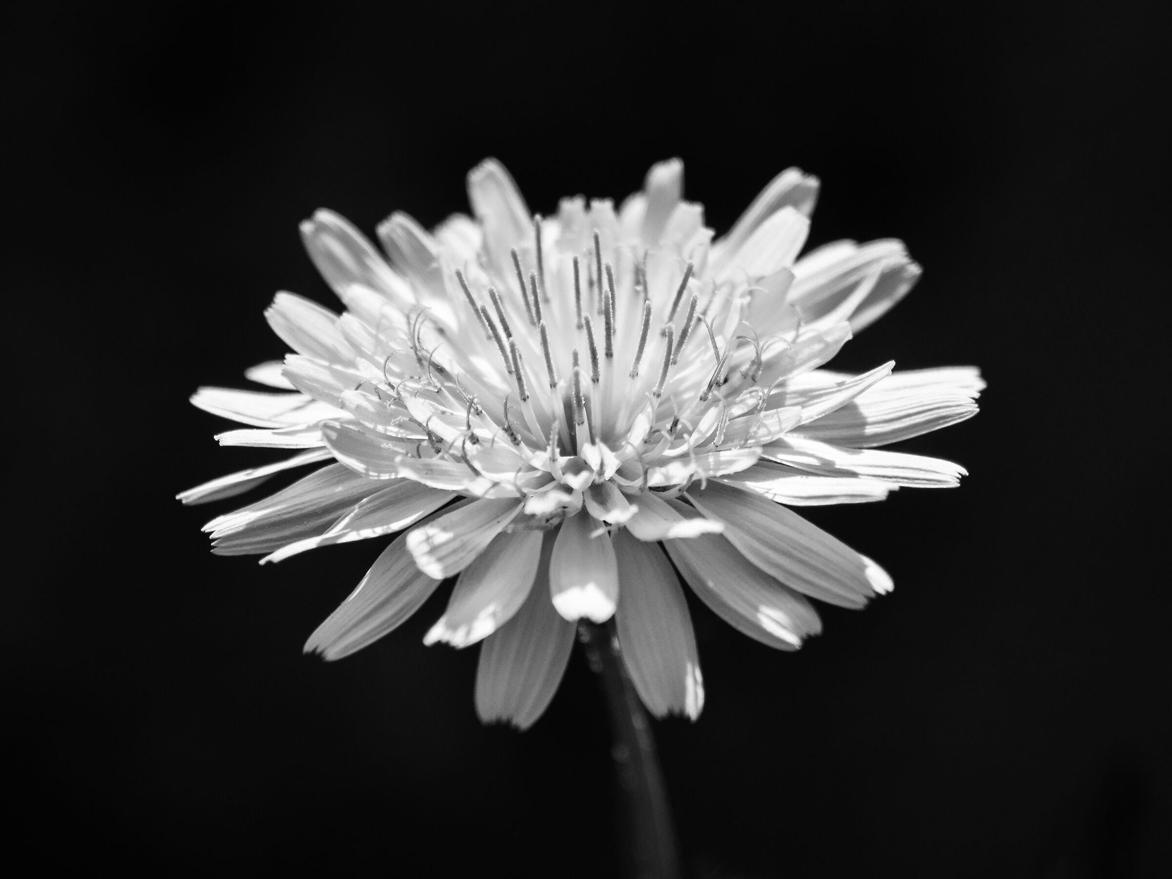 Tarasacco monocromatico