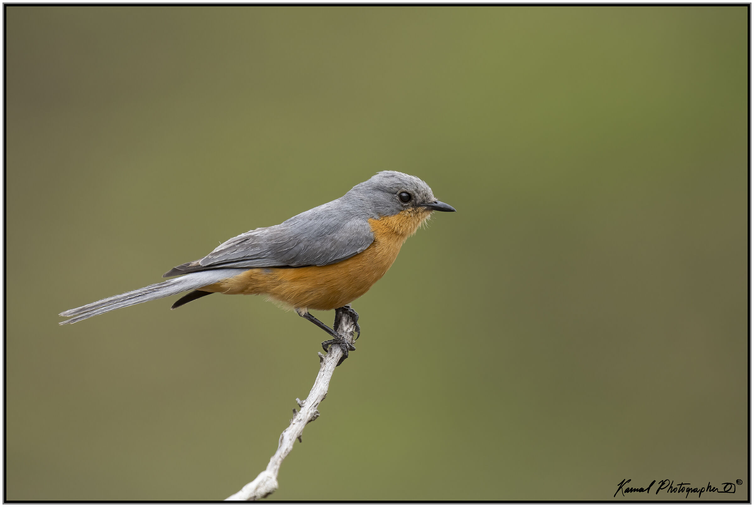 Empidornis semipartitus