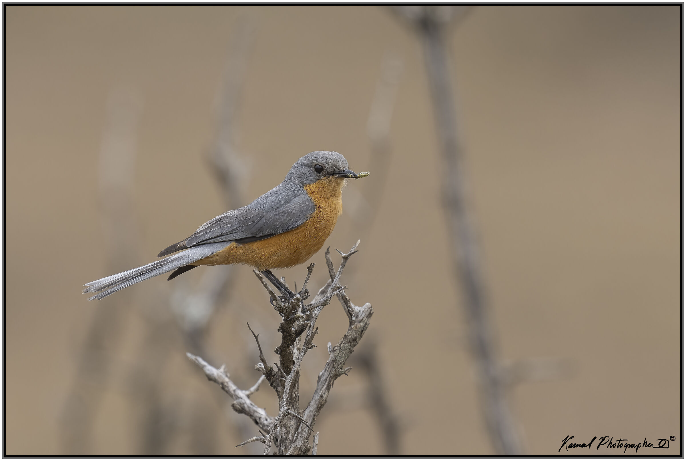 Empidornis semipartitus