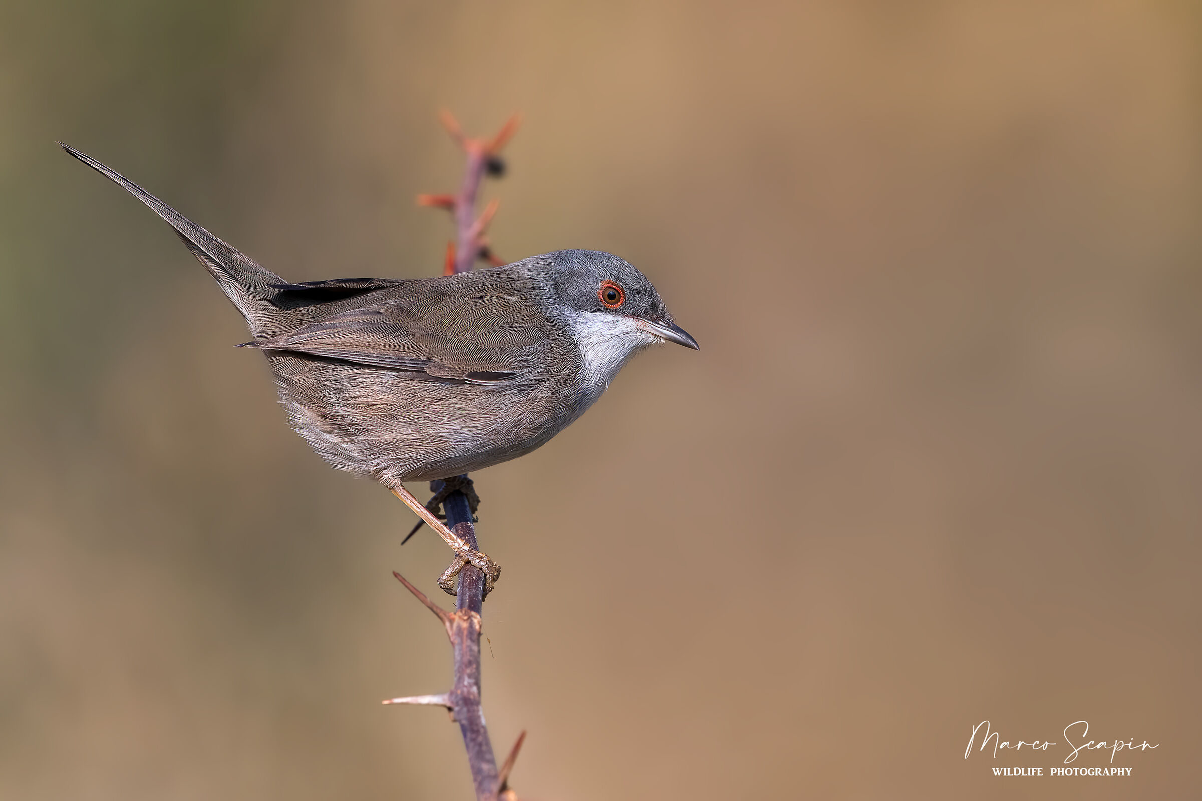 Sardinian warbler