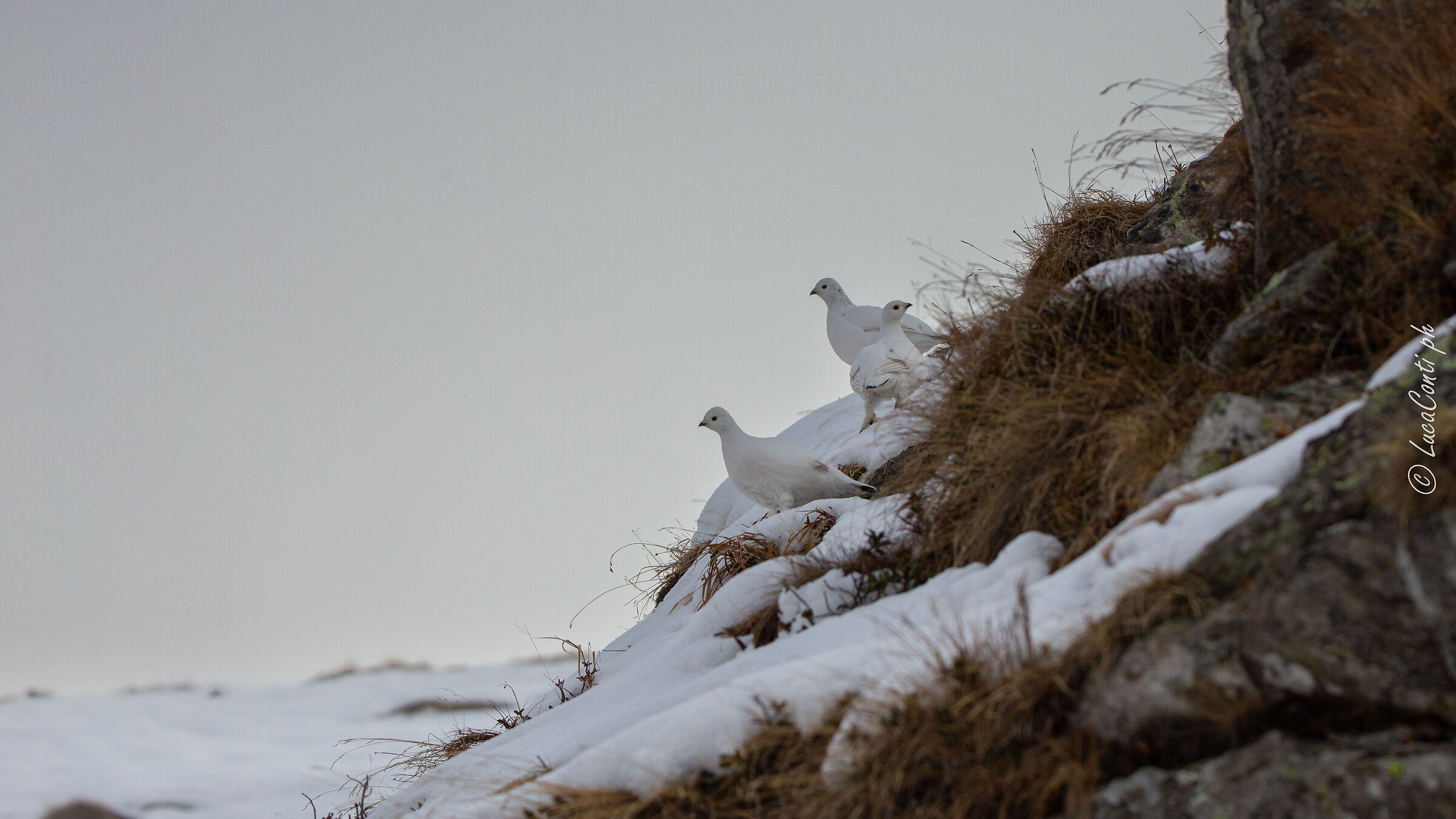 Pernici Bianche (Vasassina)