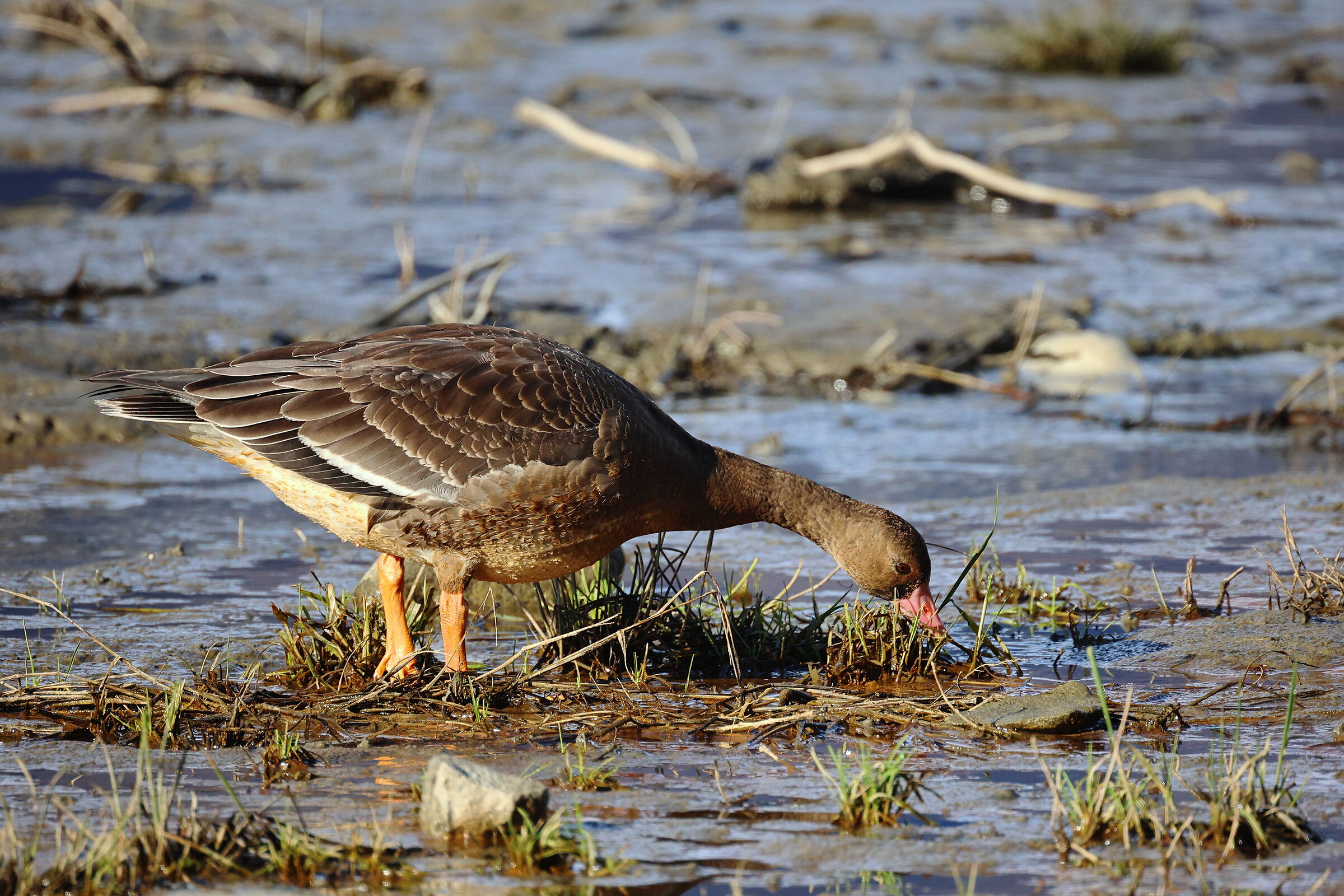 Oca Lombardella nel suo ambiente