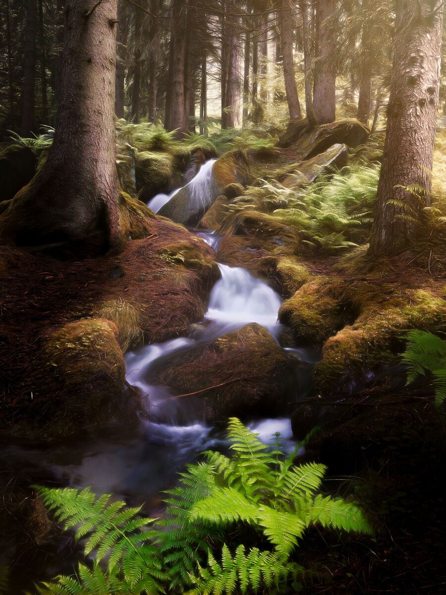 Il respiro della foresta