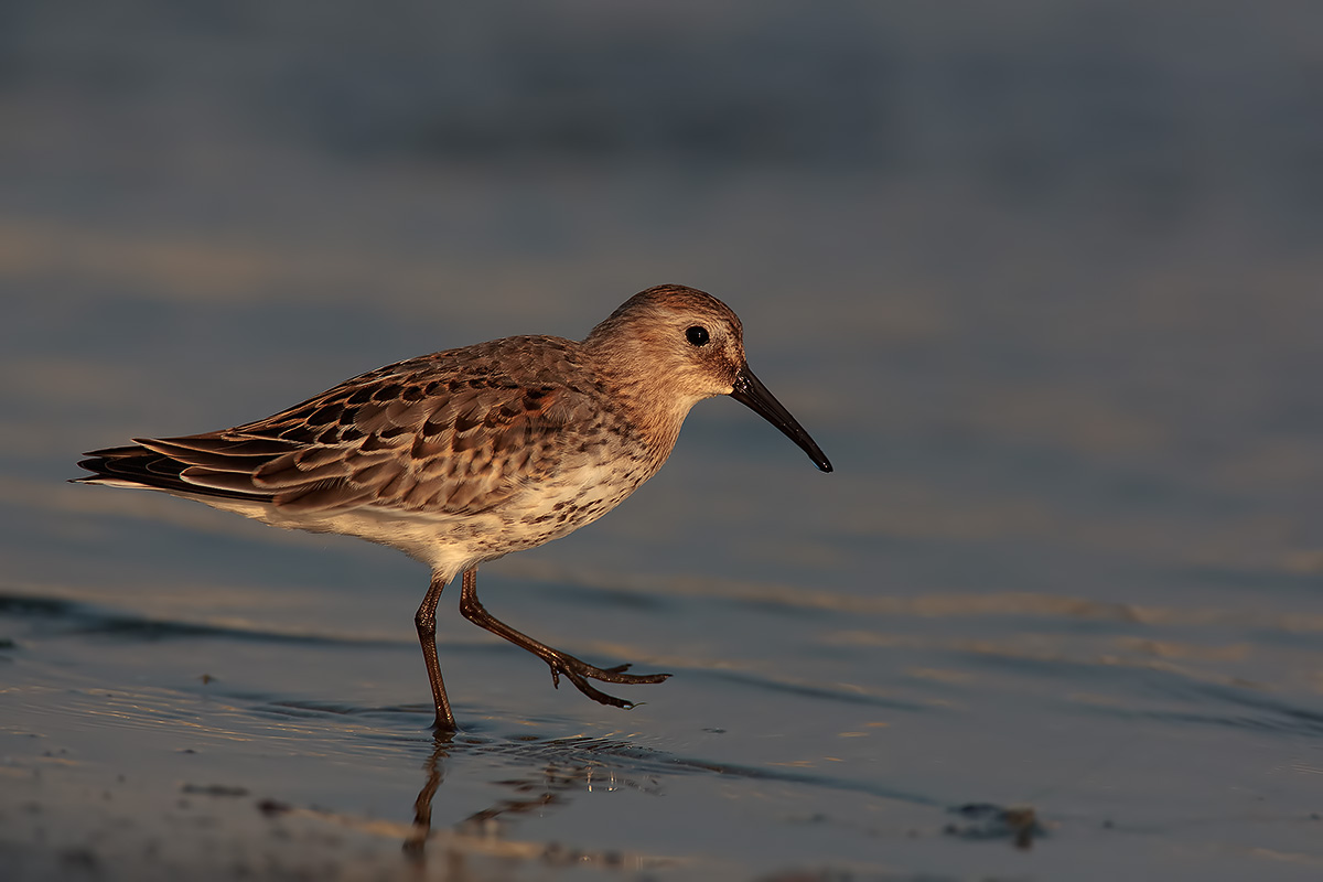 Piovanello pancianera