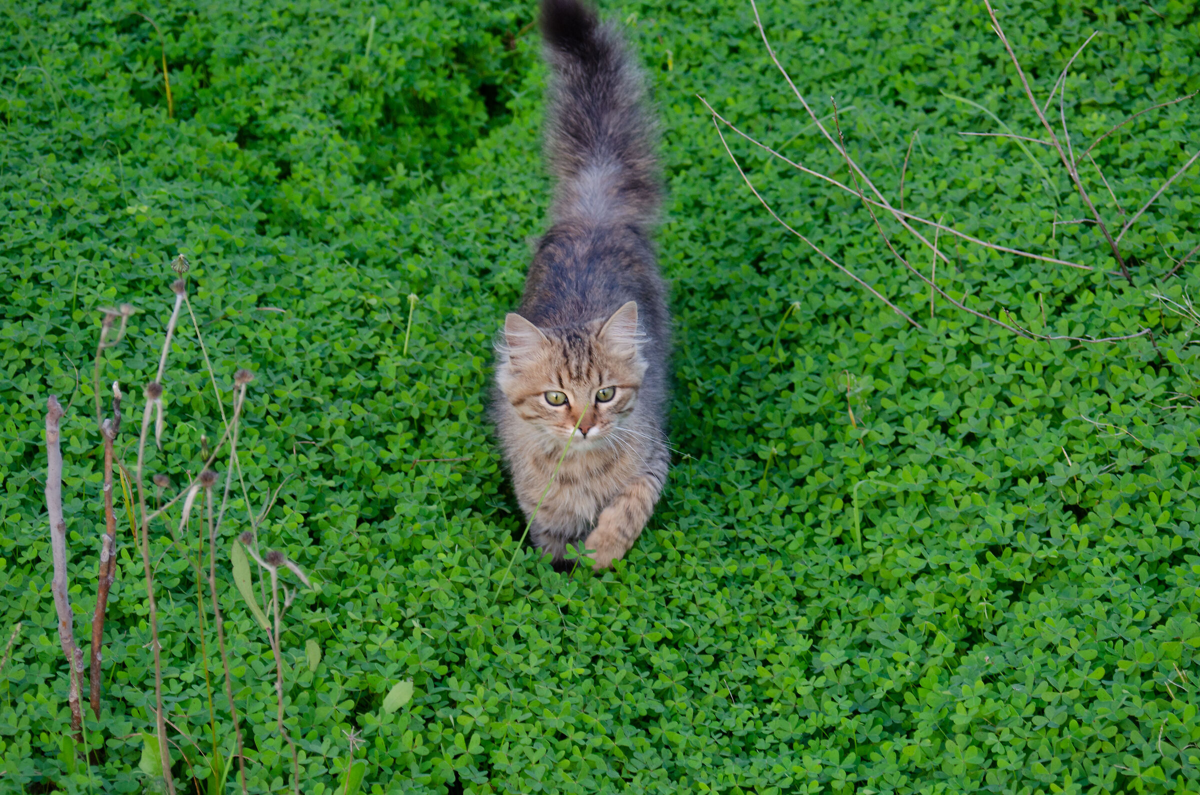 Matisse corre tra i trifogli