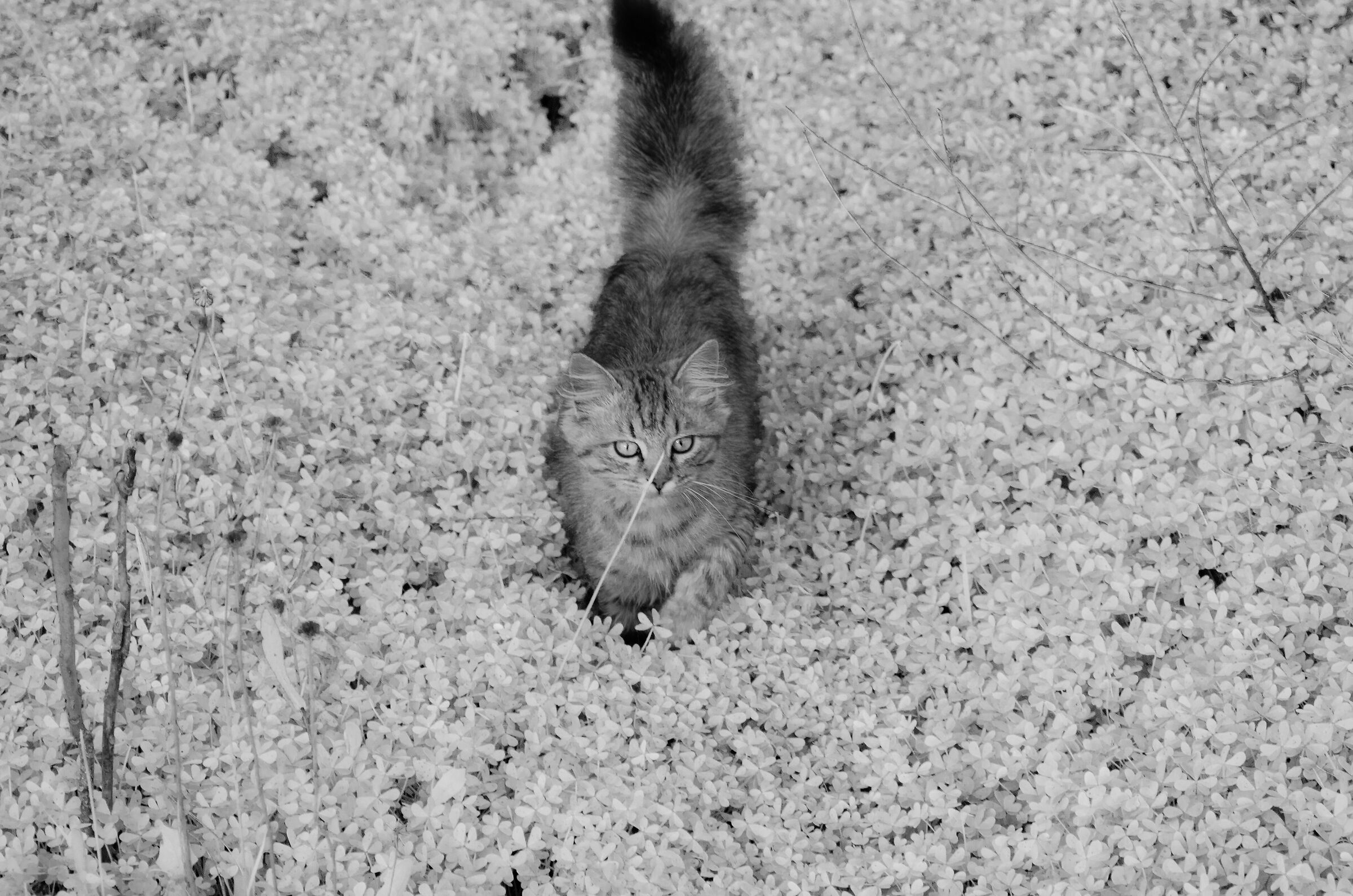 Matisse corre tra i trifogli monochrome