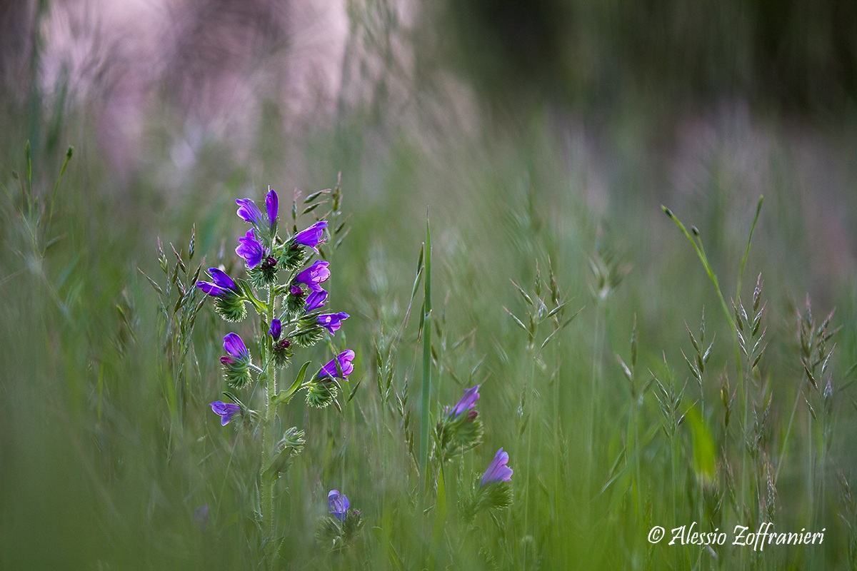 Grass viper - Echium vulgare