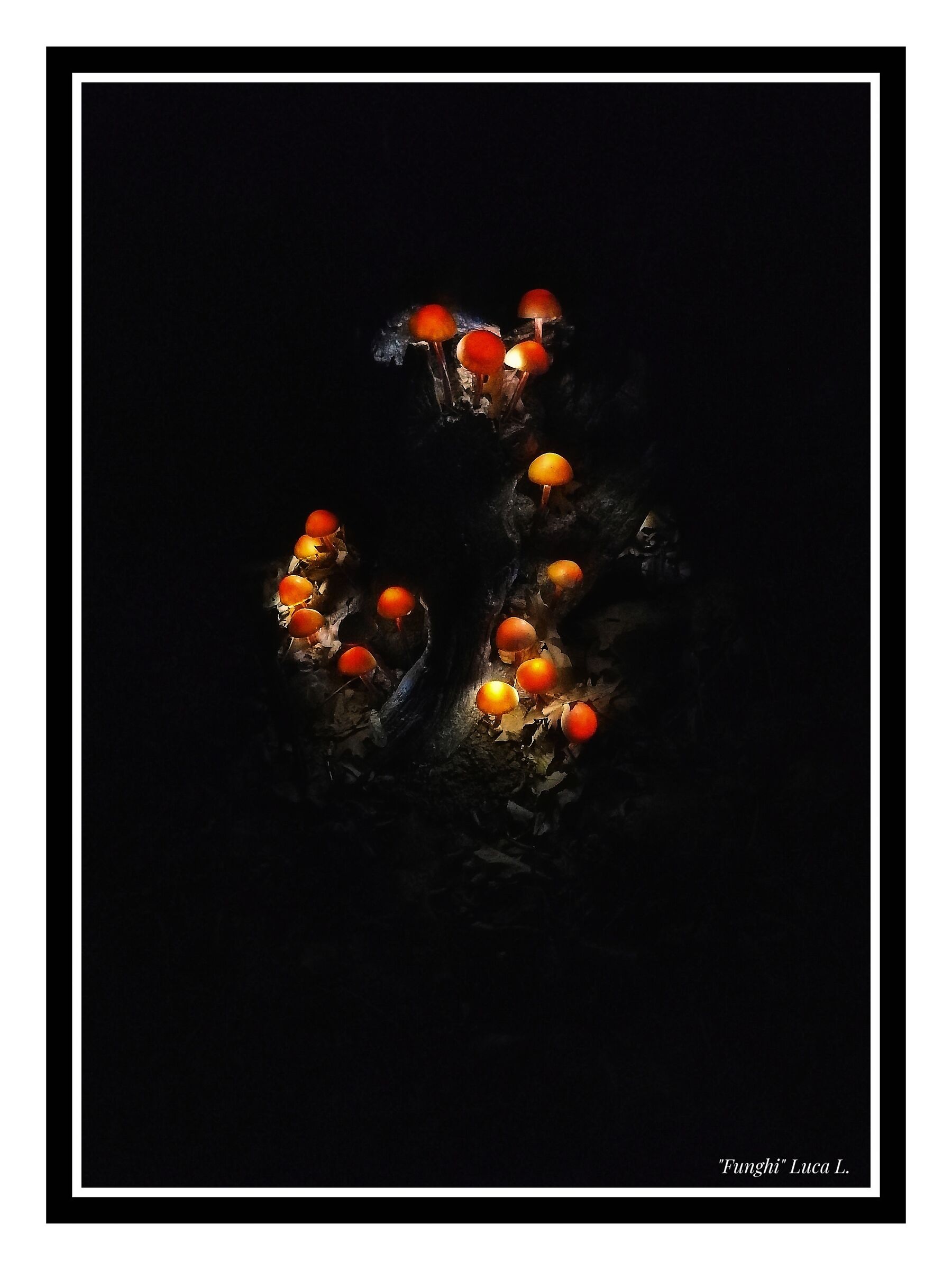 Fungi