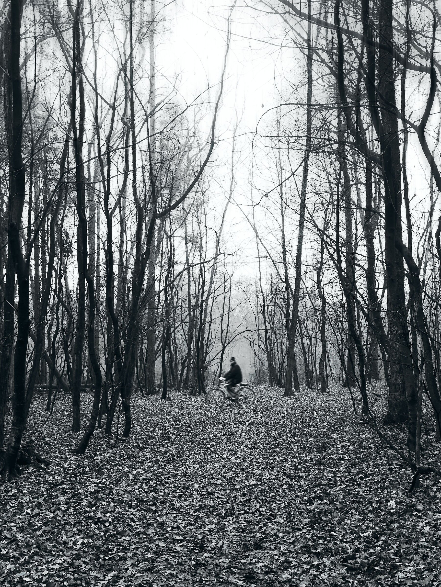 In bicicletta nel bosco