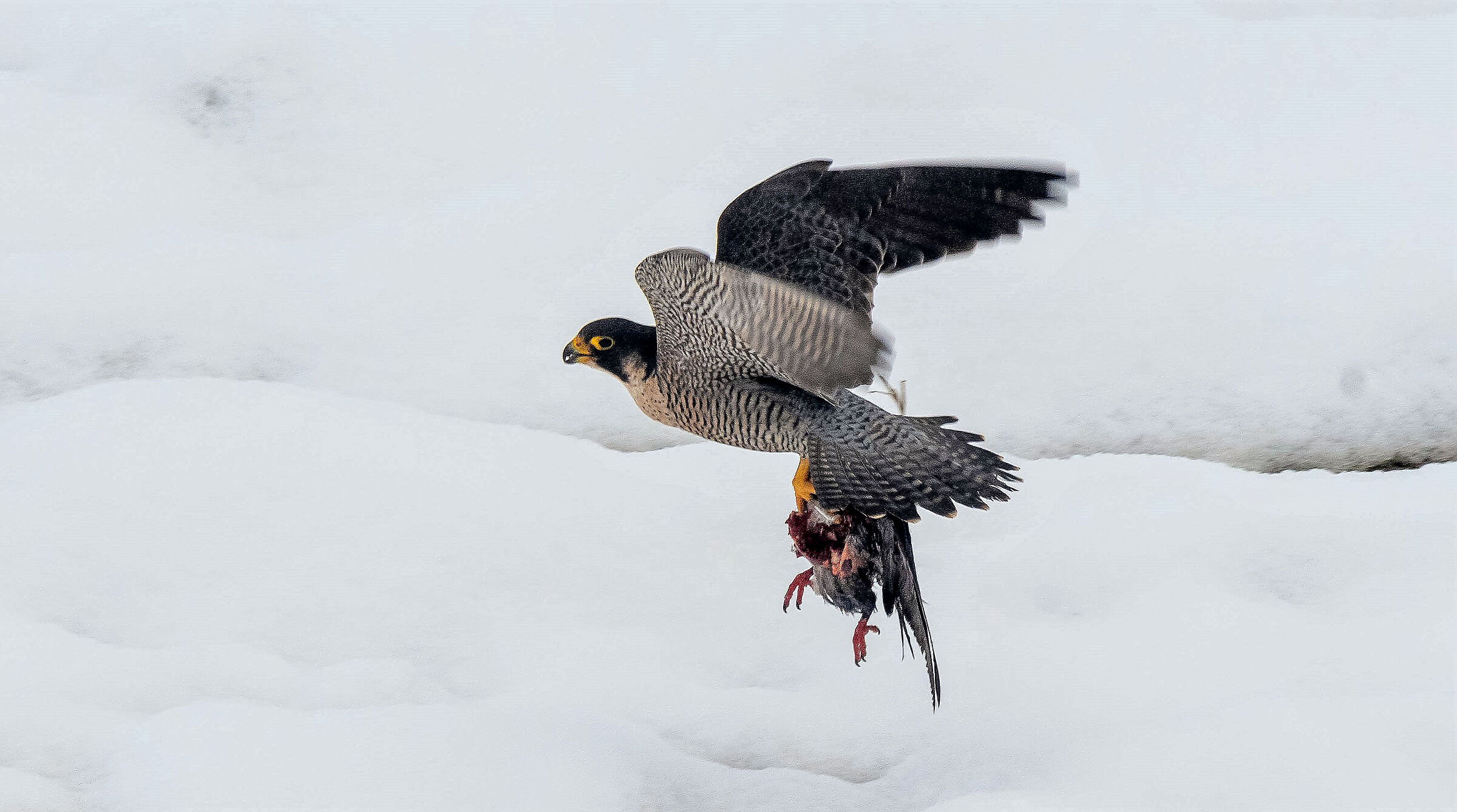 Falco pellegrino con preda