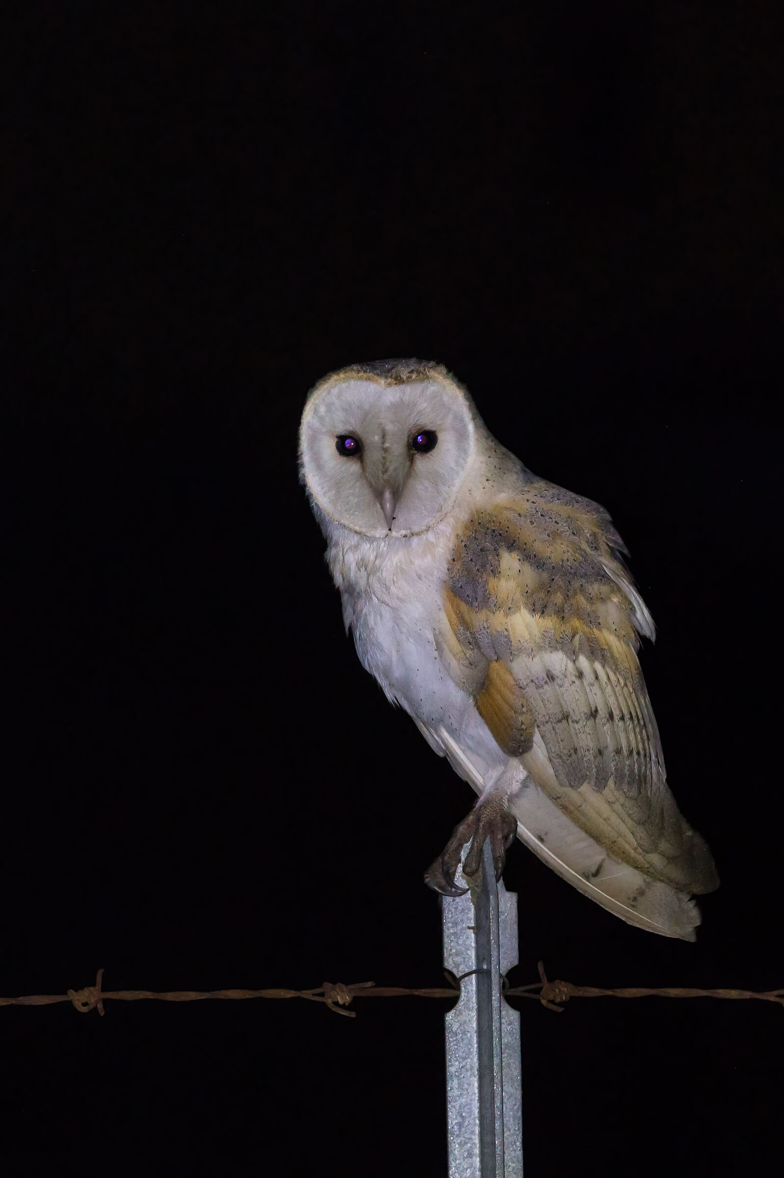 Barn owl