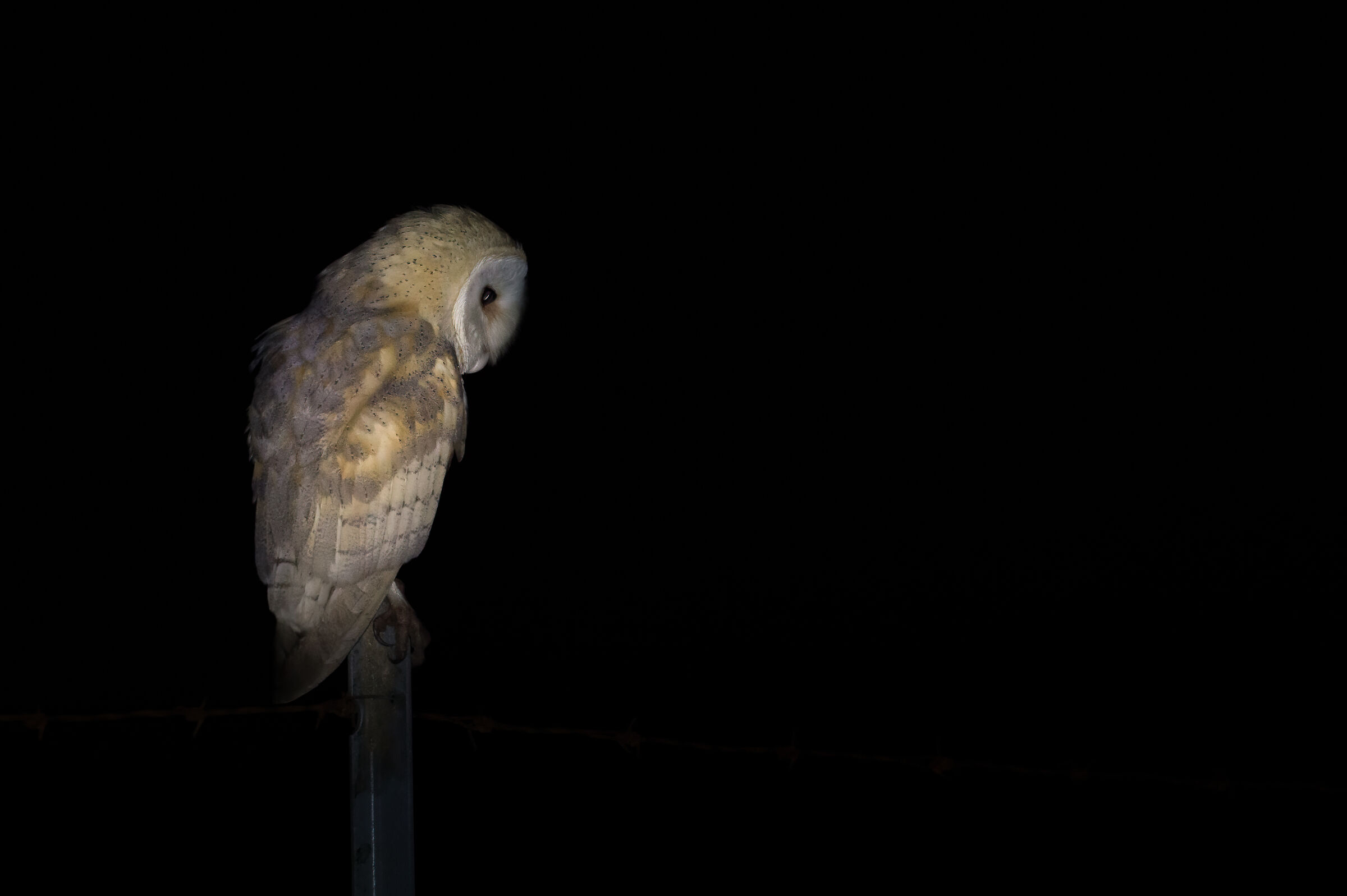 Barn owl