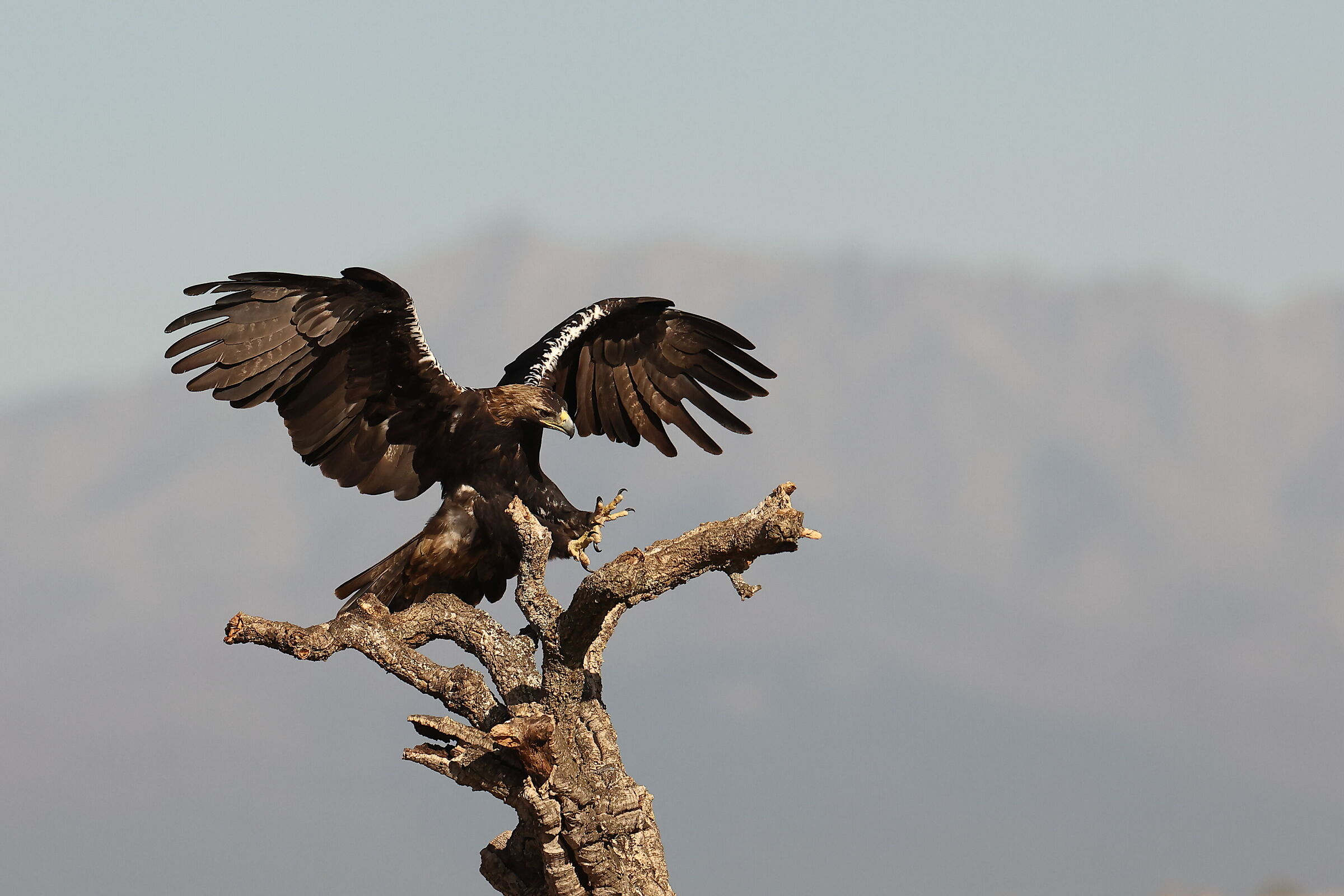 Aquila Imperiale adulta