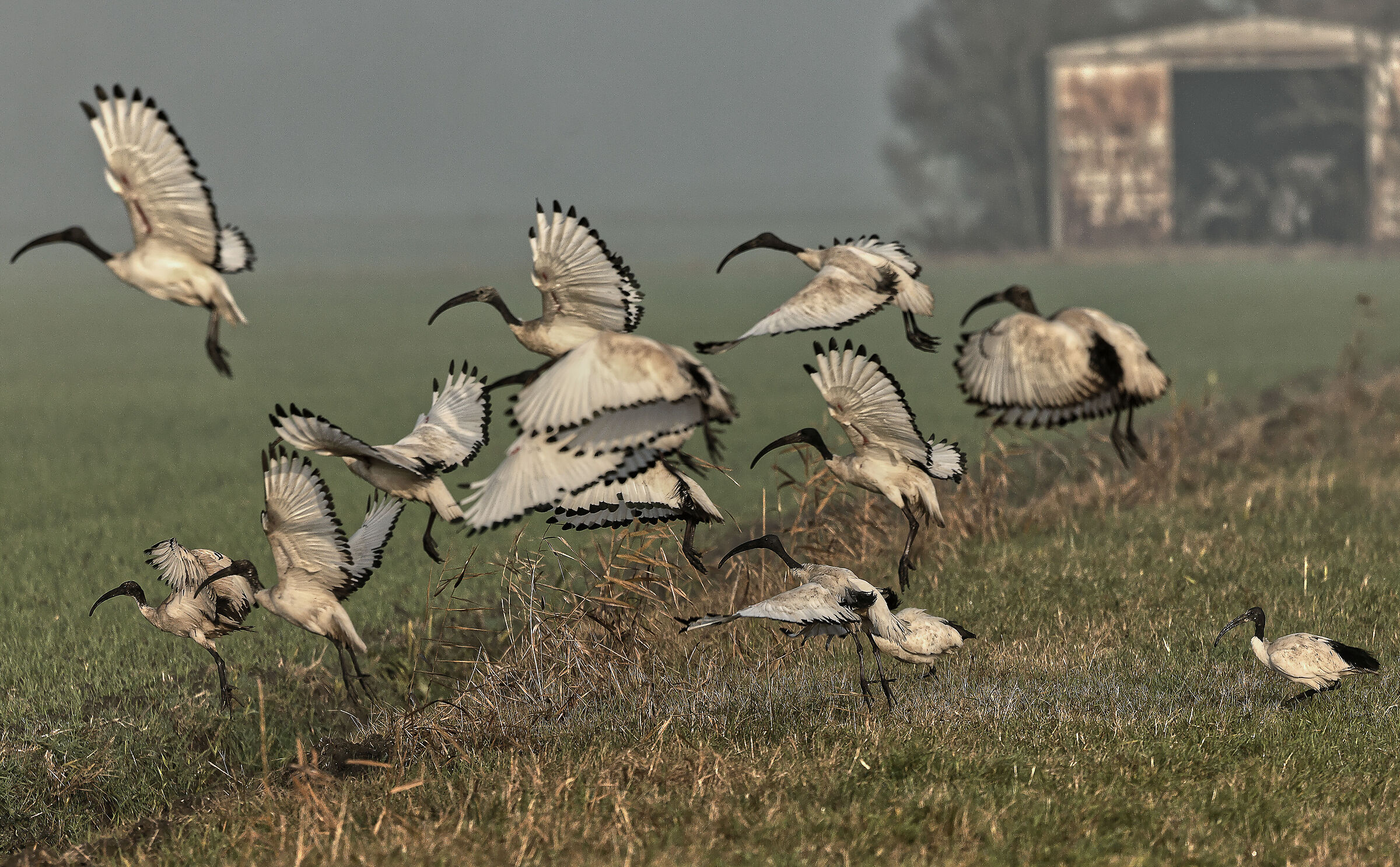 Ibis Sacri