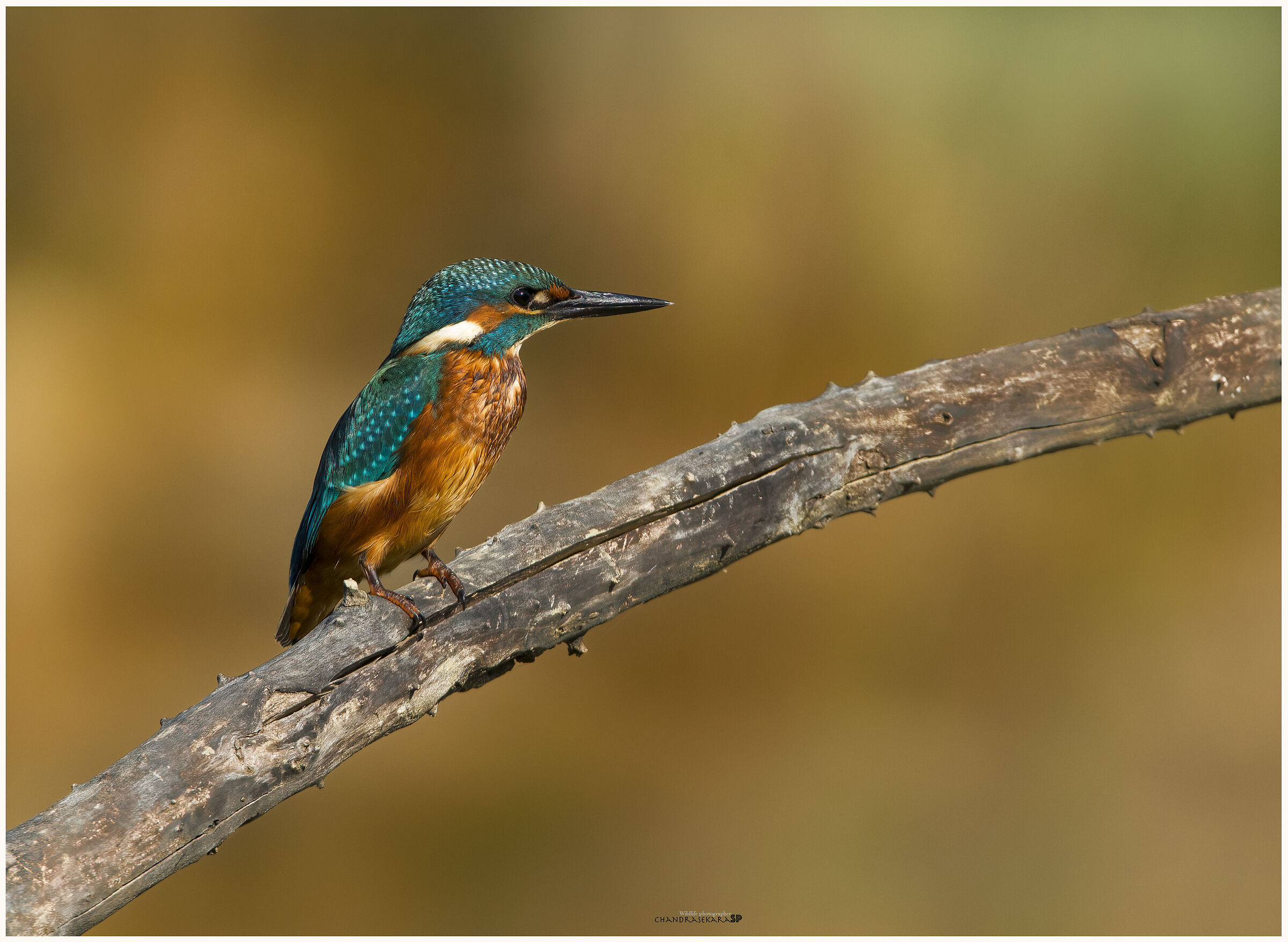Kingfisher