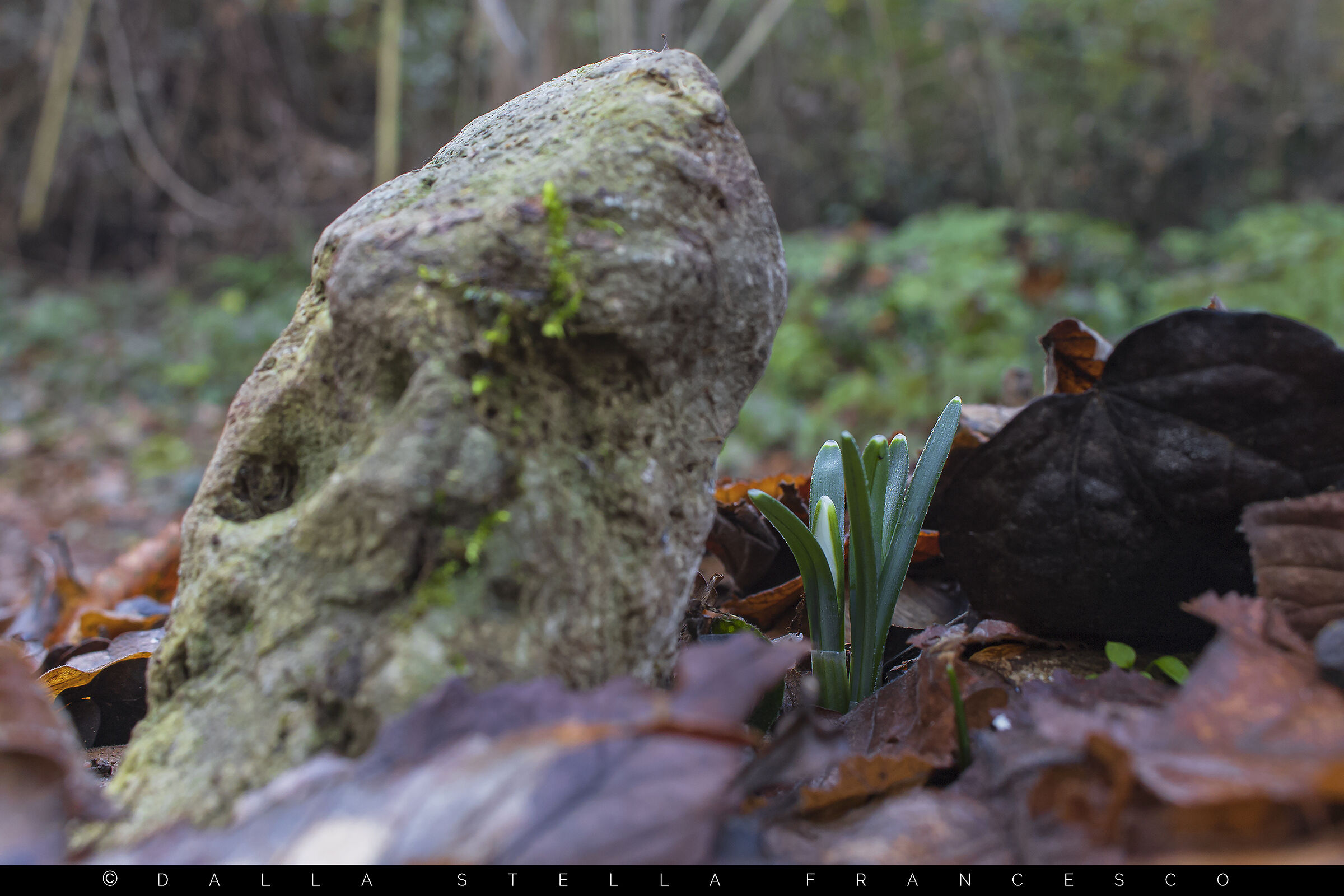 Altolà, qua devo crescere io