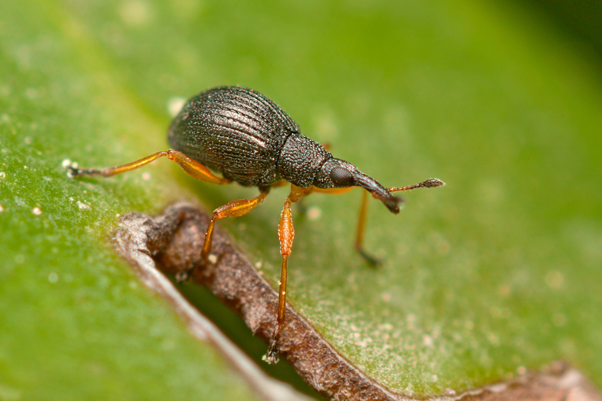 Coleottero, Fam. Apionidae, Protapion fulvipes