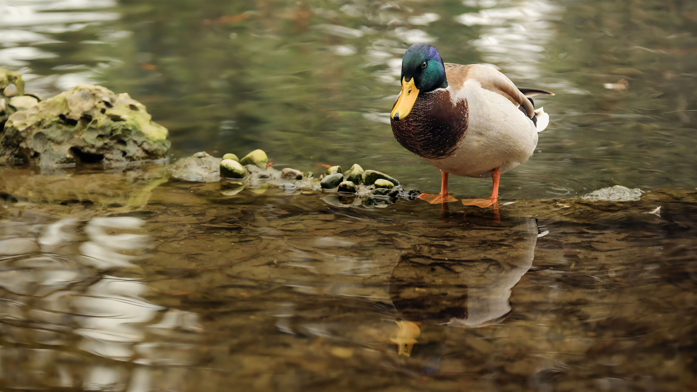 Laghetto di Parco Sempione (Milano)
