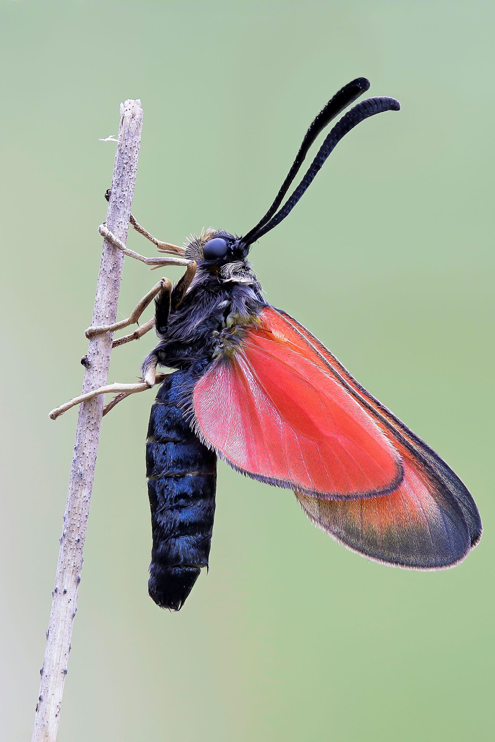 Zygaena rubicundus