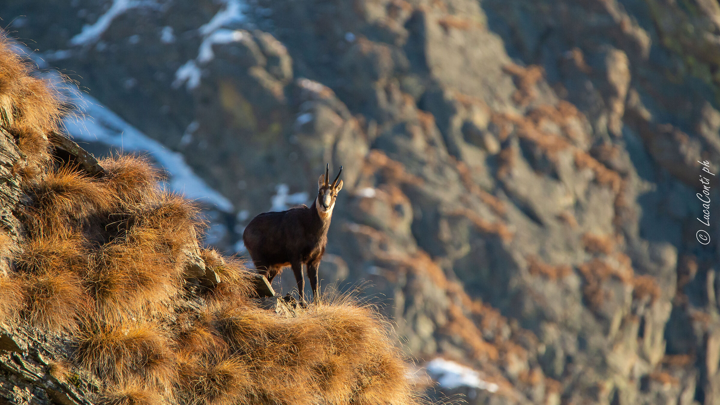 Camoscio Alpino (Valsassina)