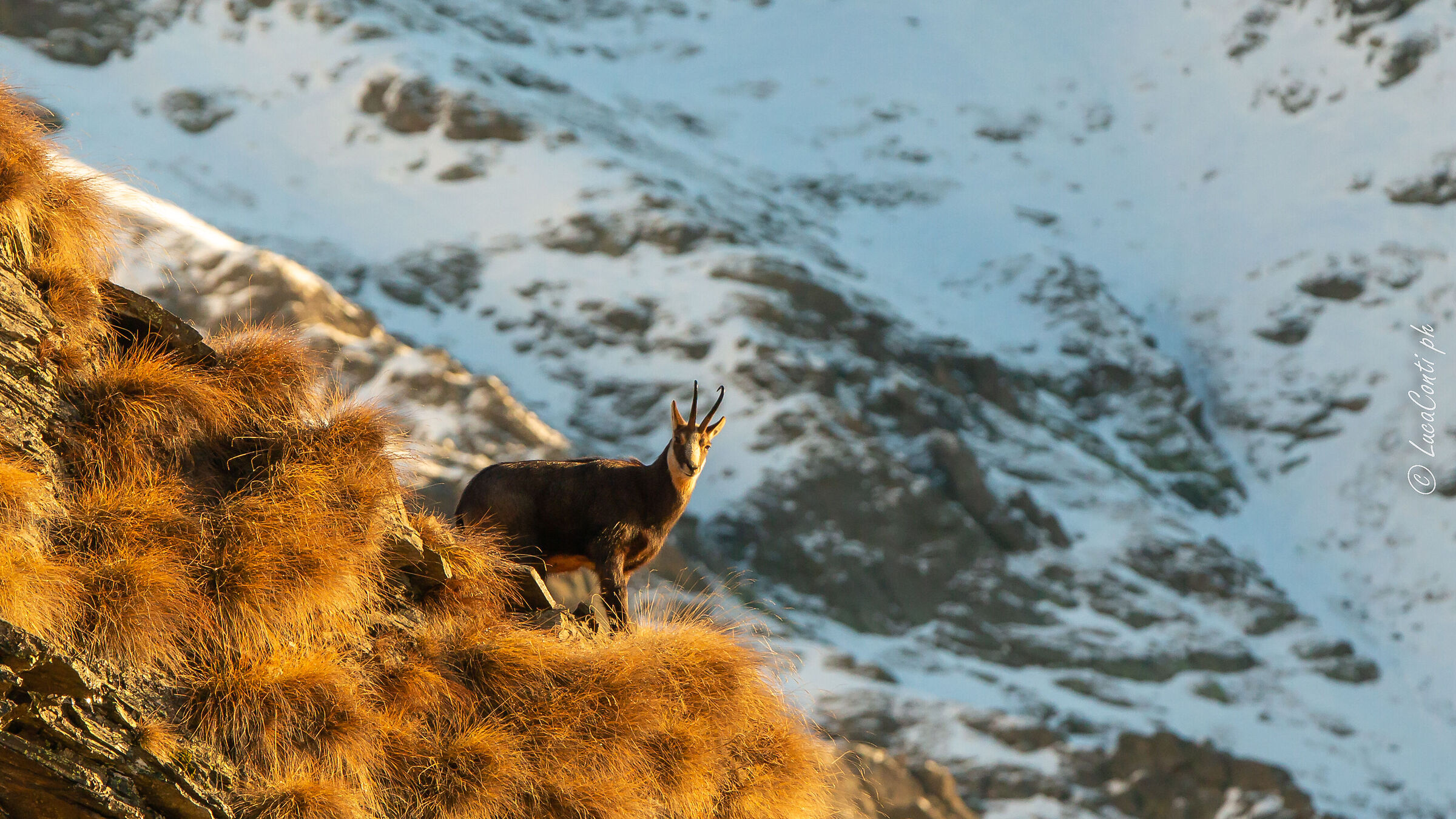 Camoscio Alpino (Valsassina)