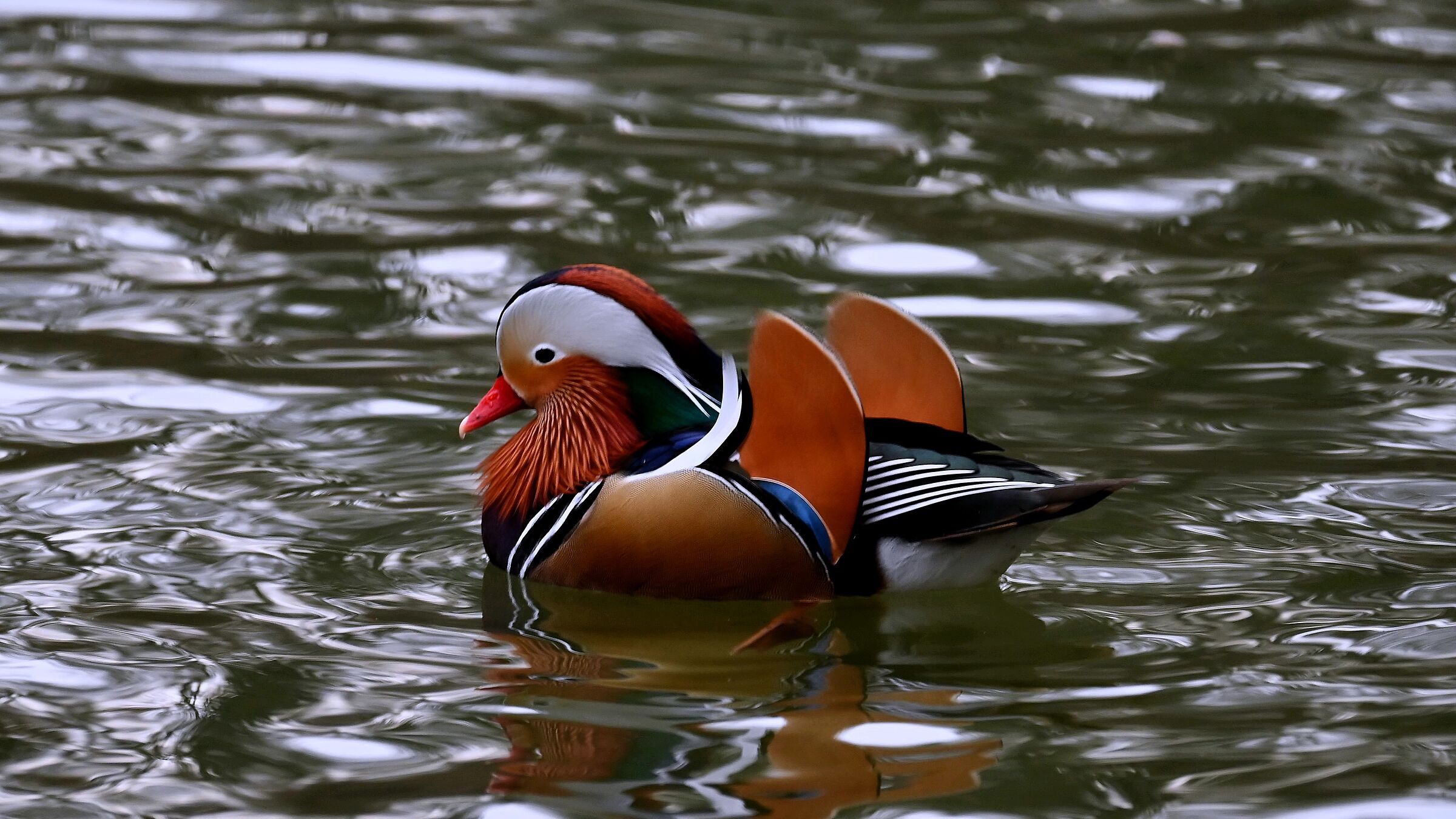 Mandarin Duck - Laghetto Villa Reale Monza