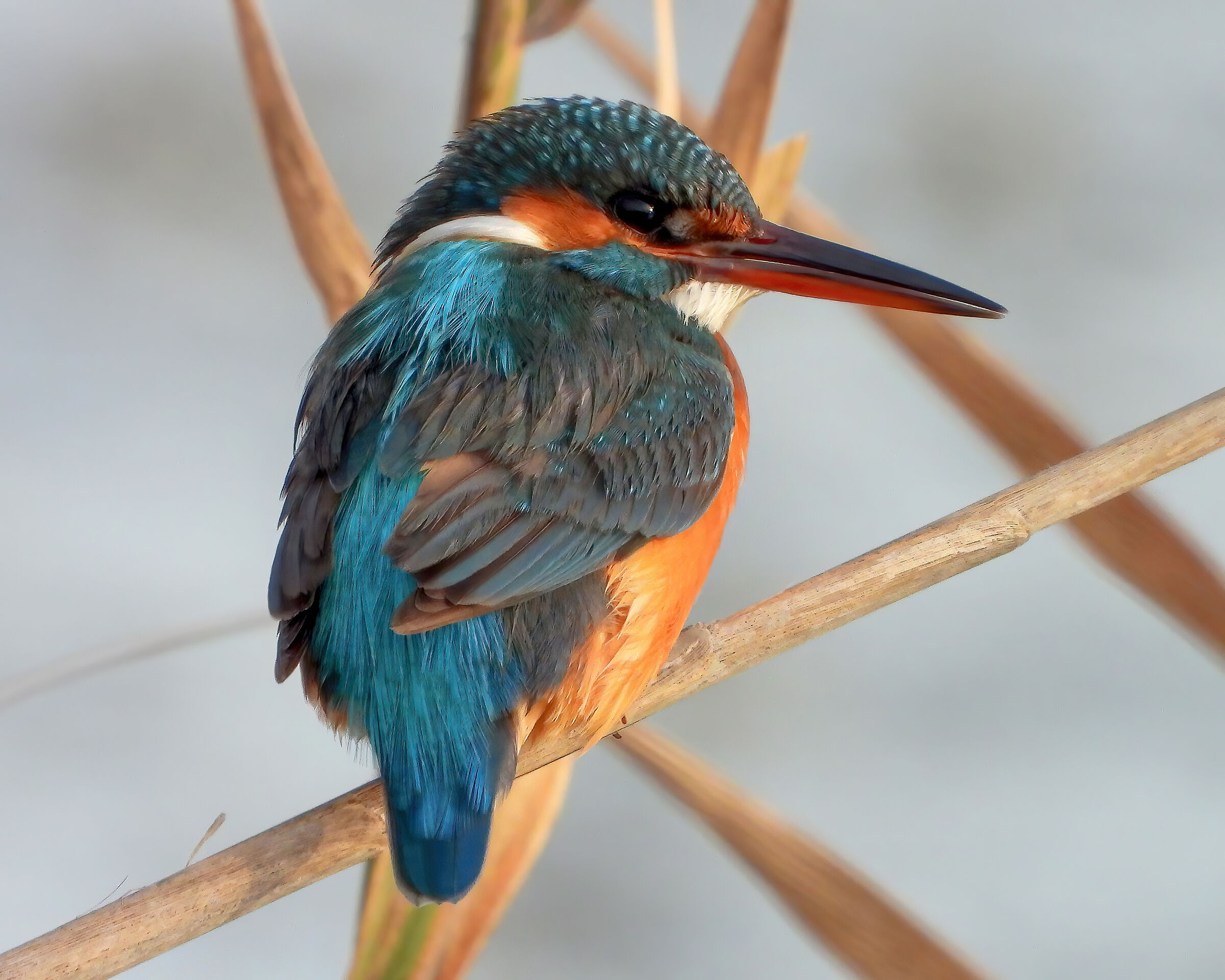 Kingfisher
