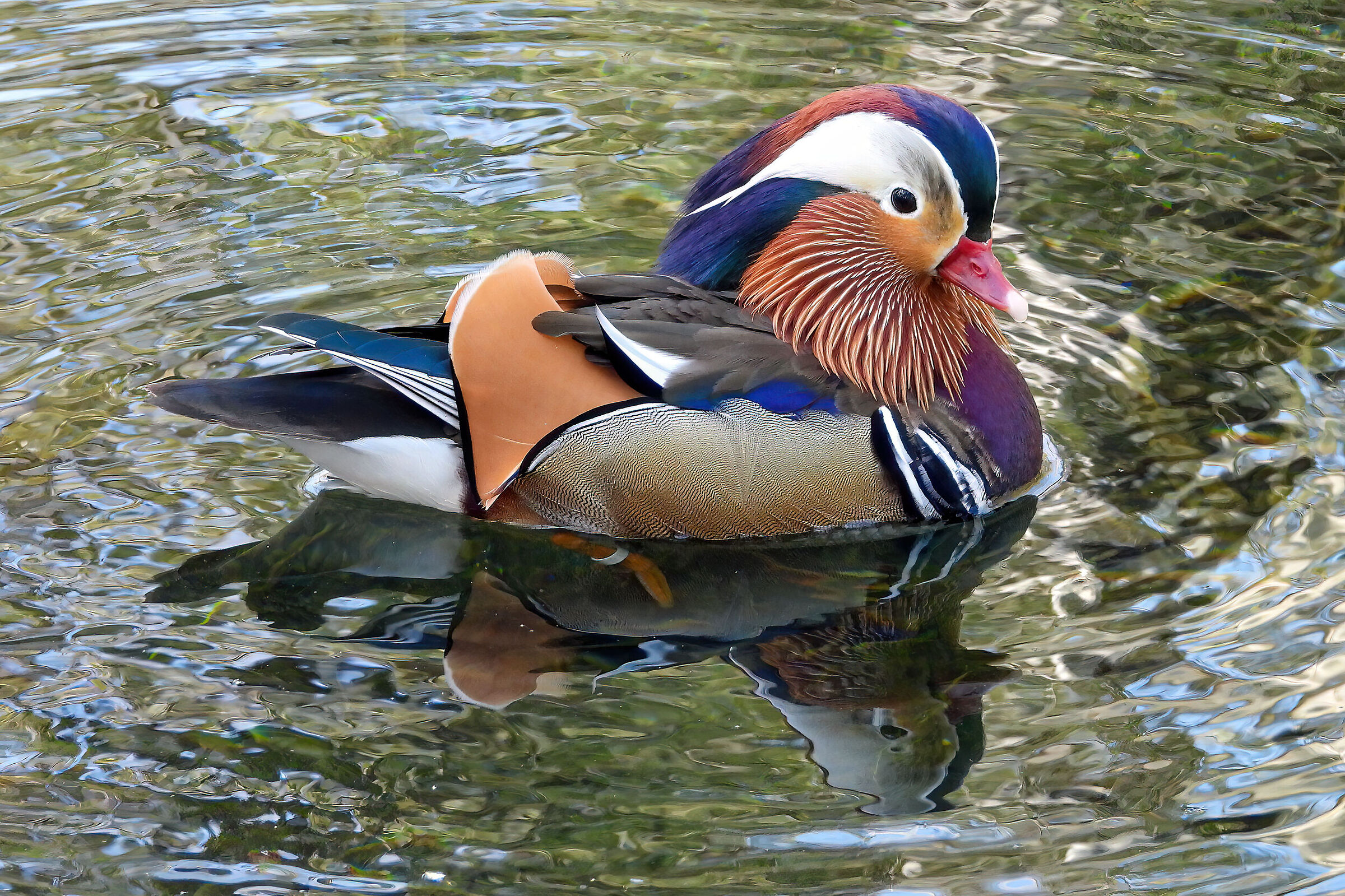 Mandarin duck