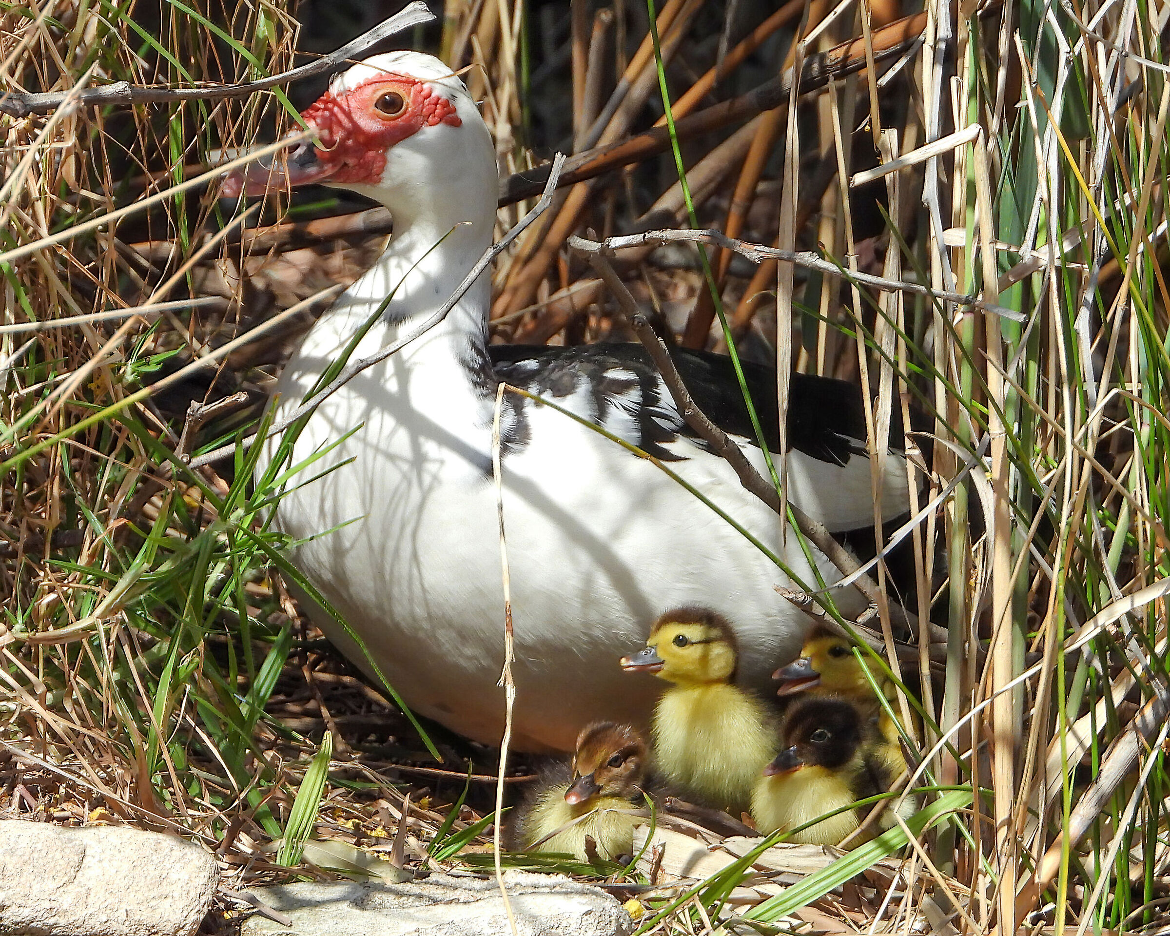 Muscovy duck with pullets