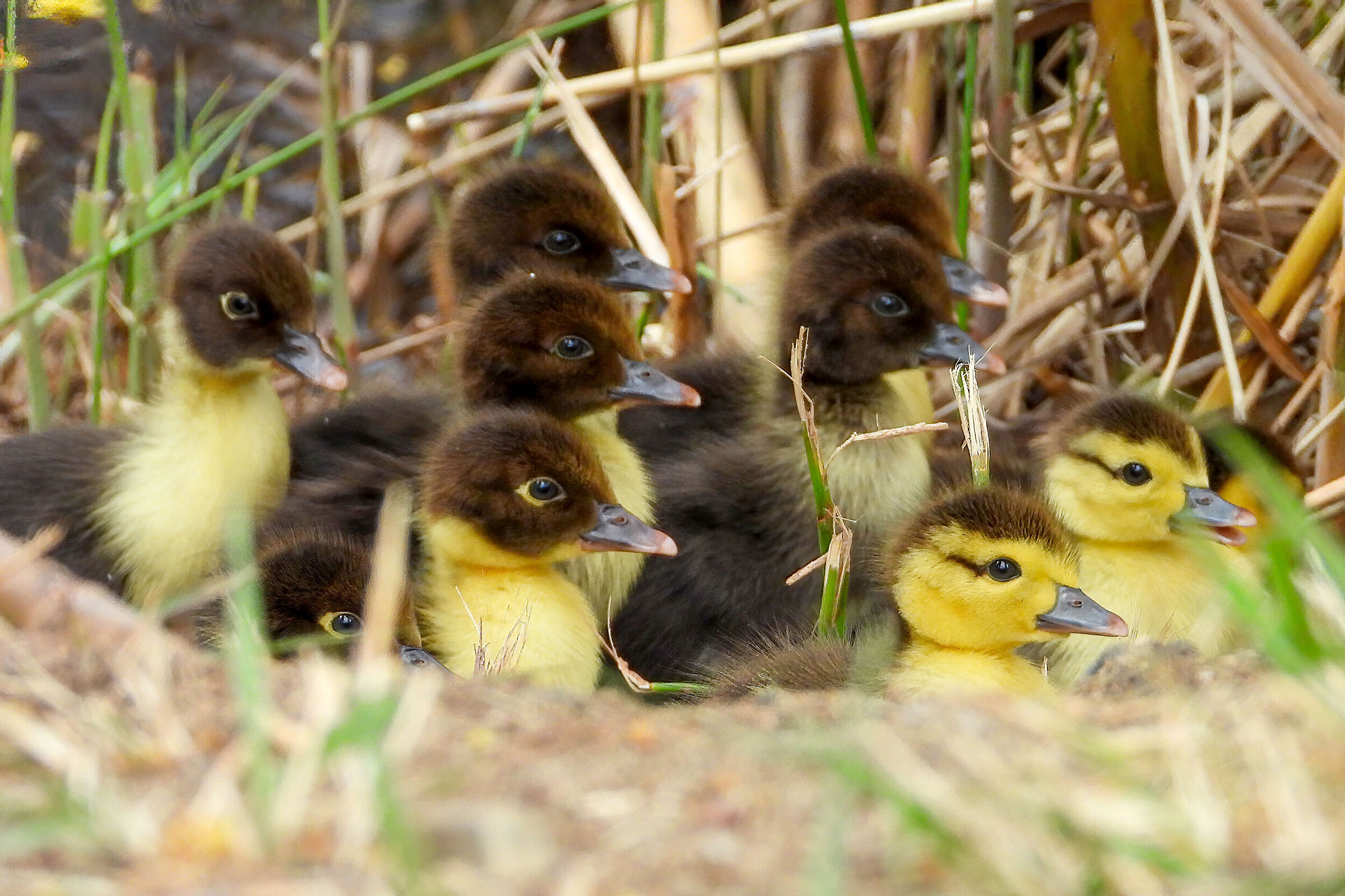 Pullets of Muscovy Duck