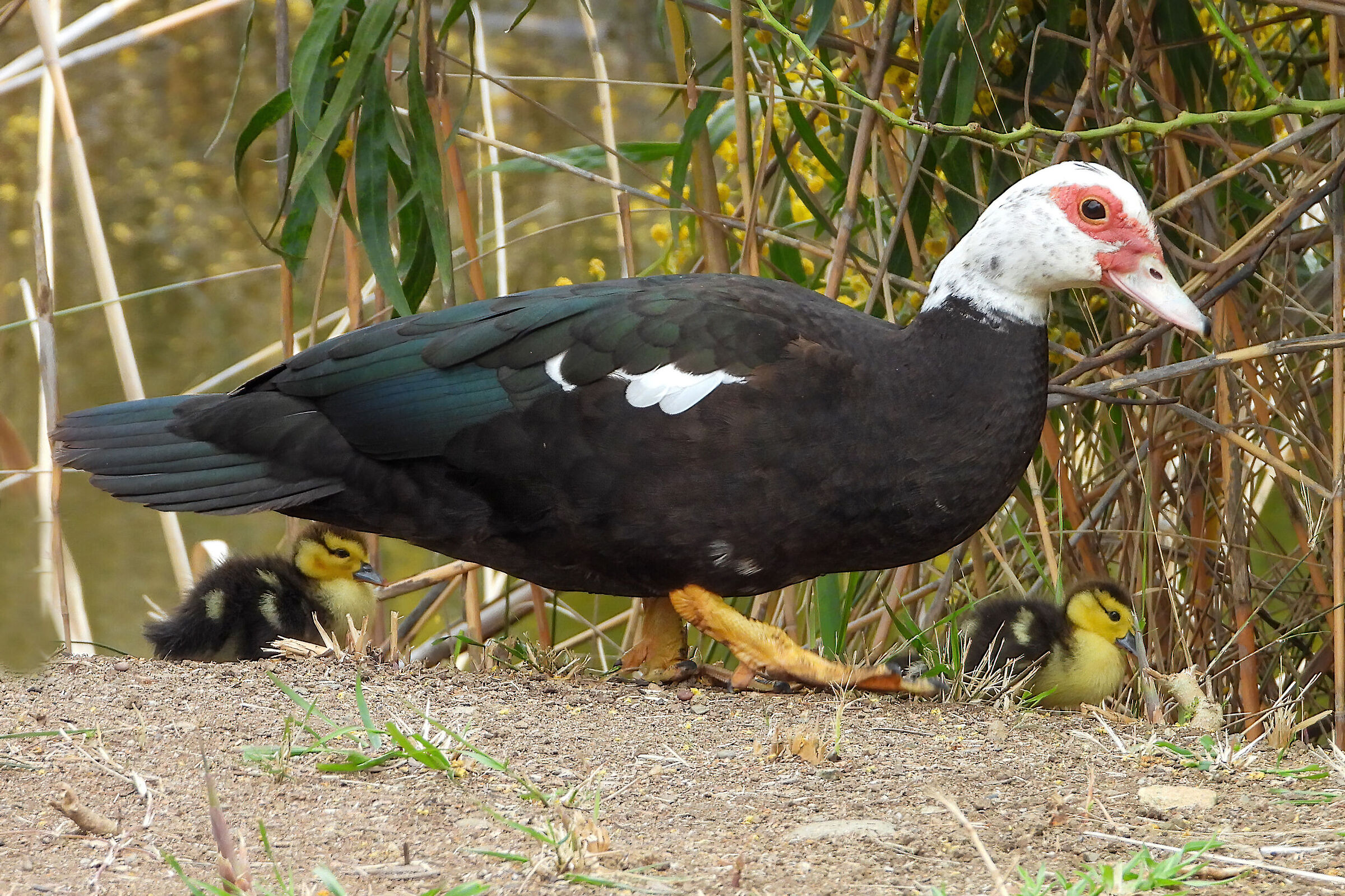 Muscovy duck with pullets
