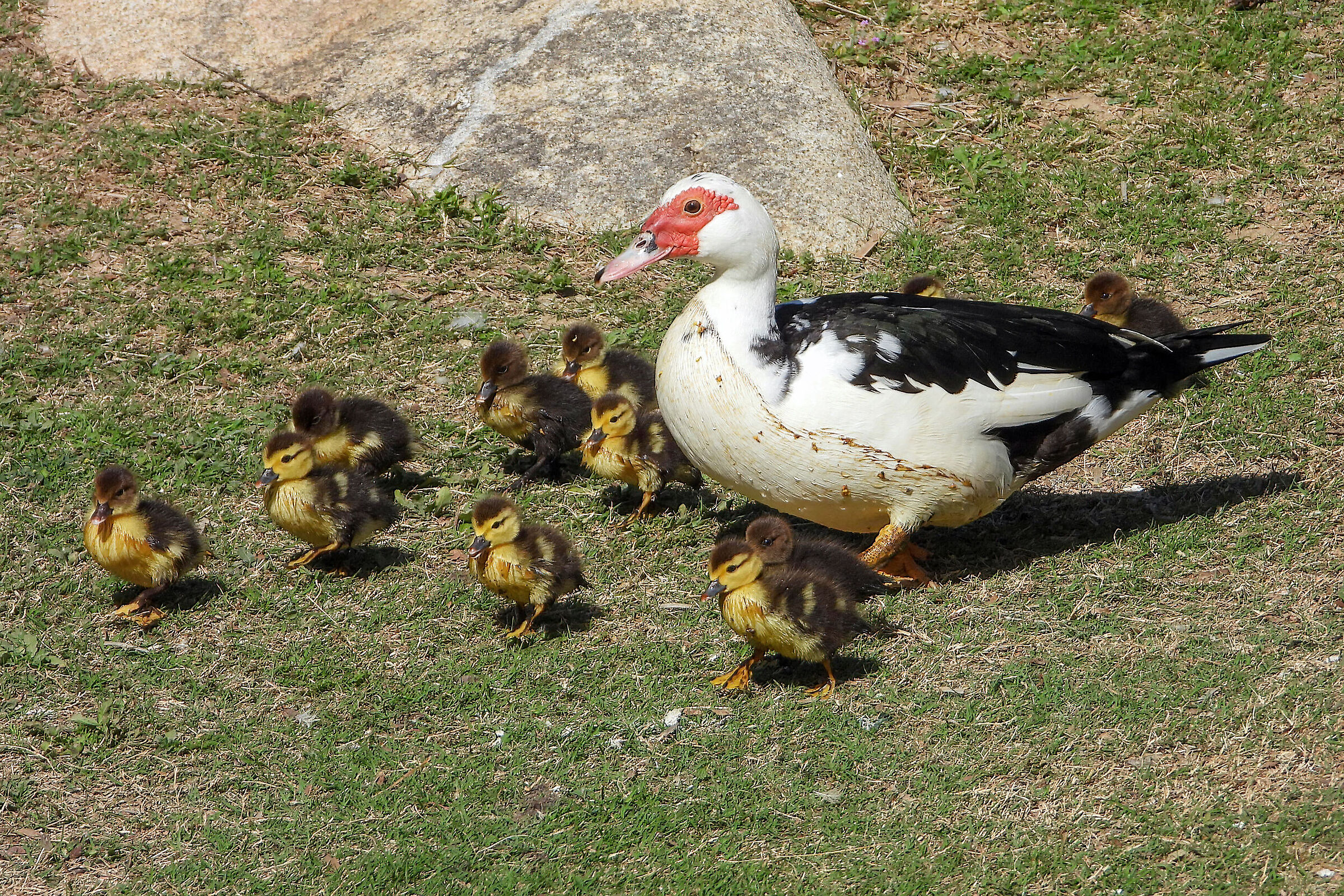 Muscovy duck with pullets