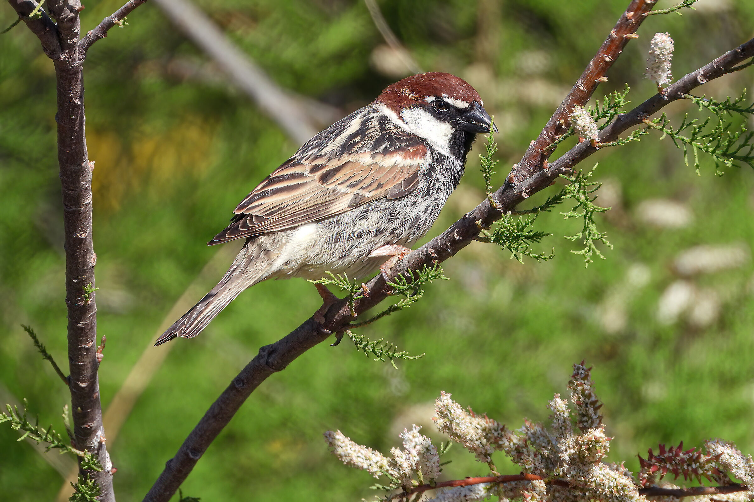 Sparrow
