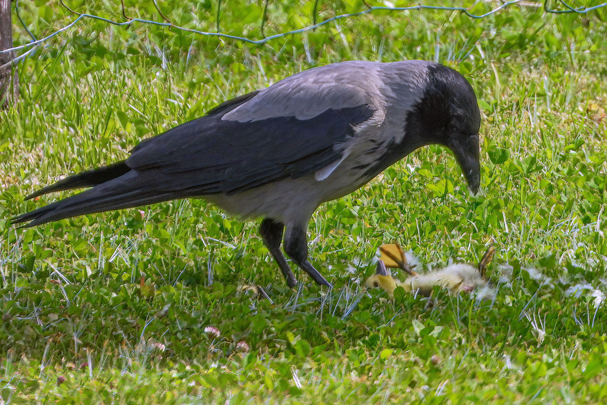 Crow with prey