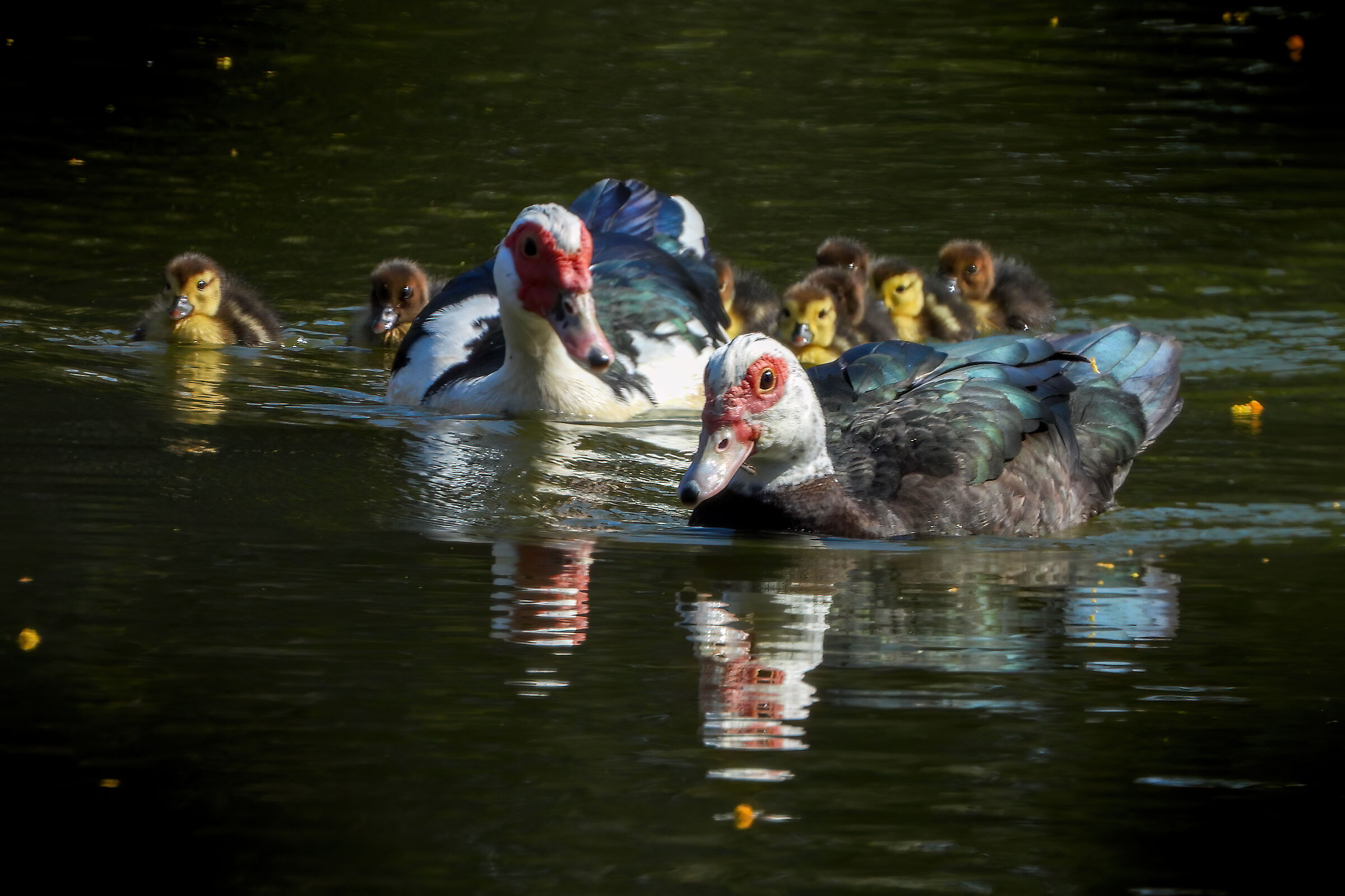 Muscovy ducks with pullets
