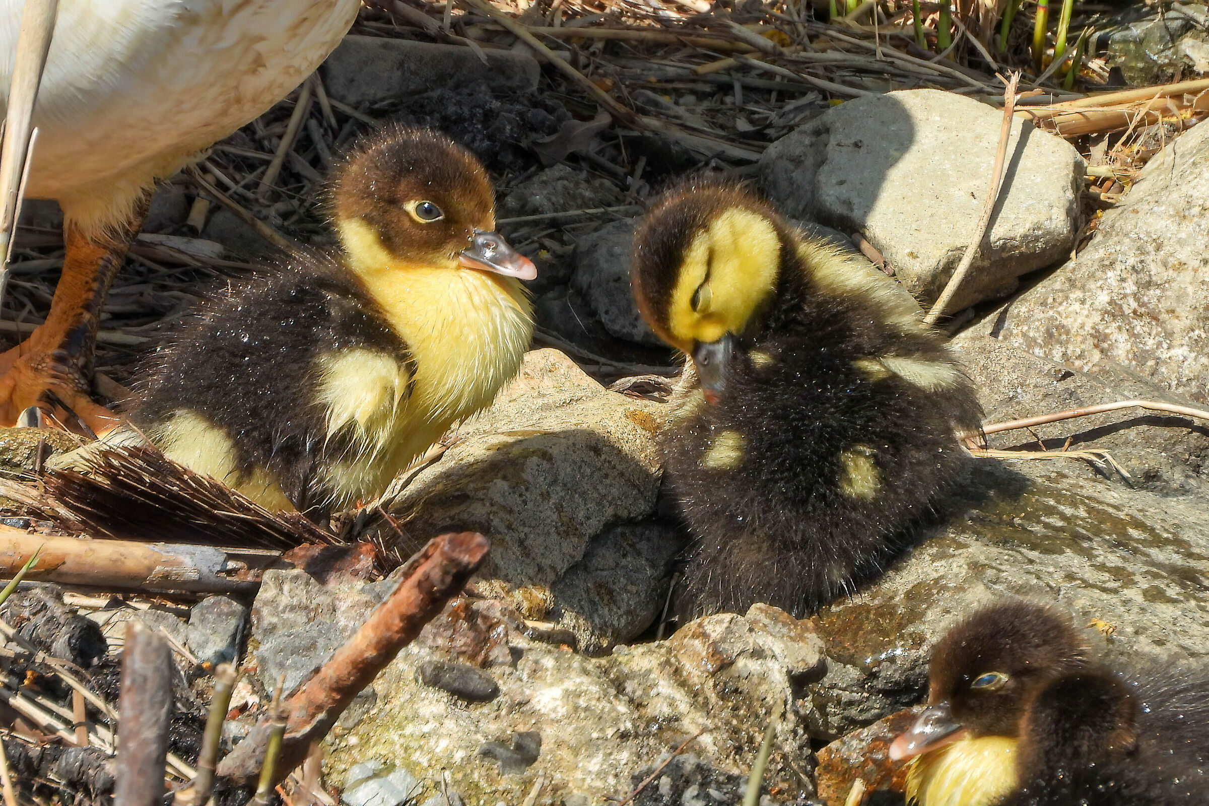 Puili of Muscovy Duck