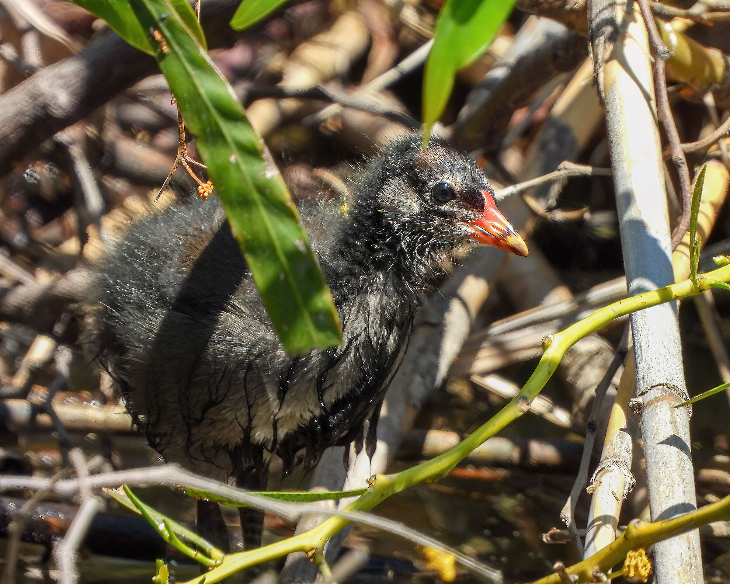 Pullo di gallinella d'acqua