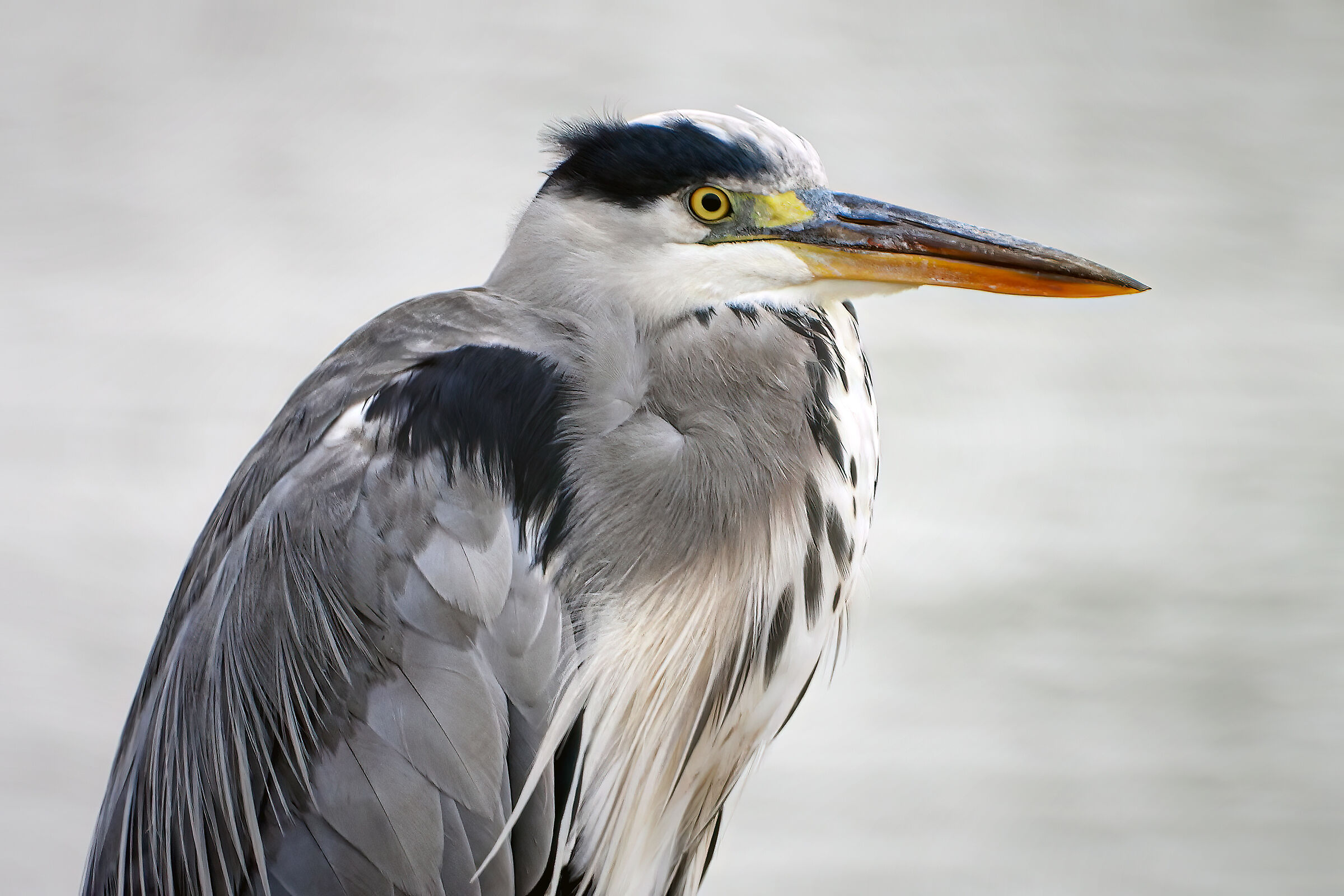 Grey heron
